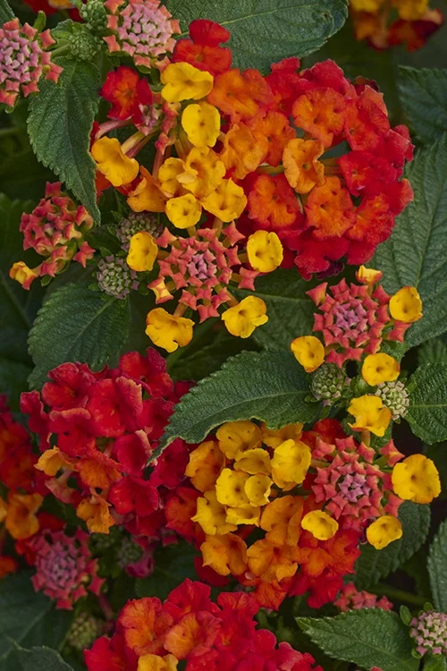 Fiesta™ Picante Lantana 4 Fiesta™ Picante Lantana