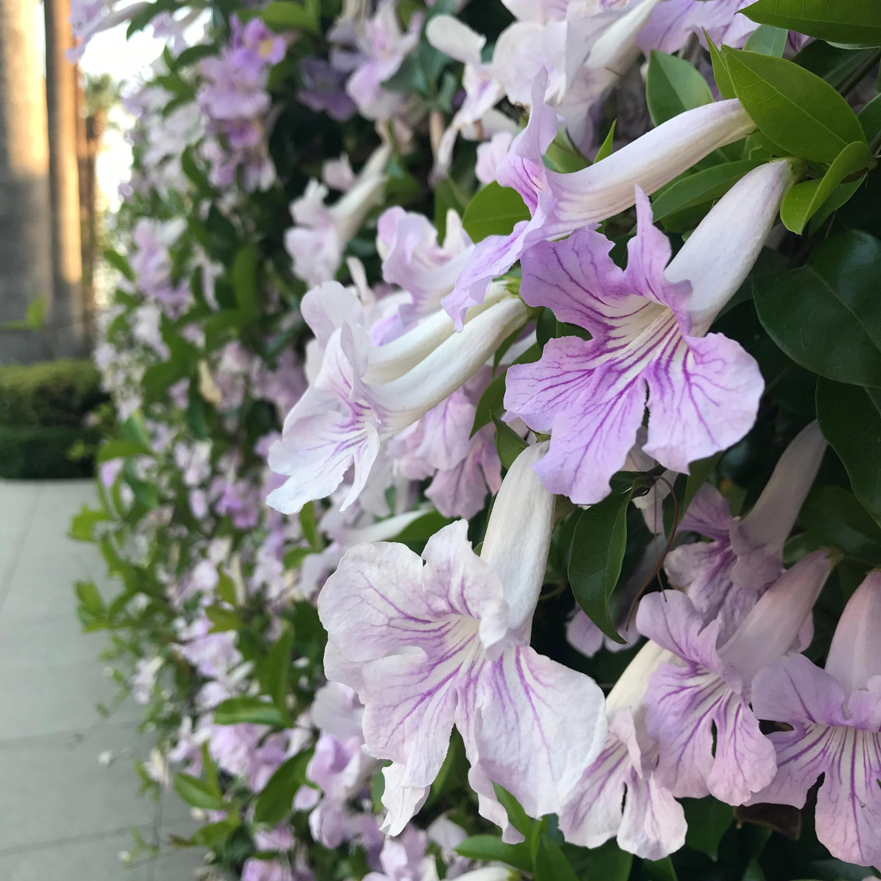 Lavender Trumpet Vine