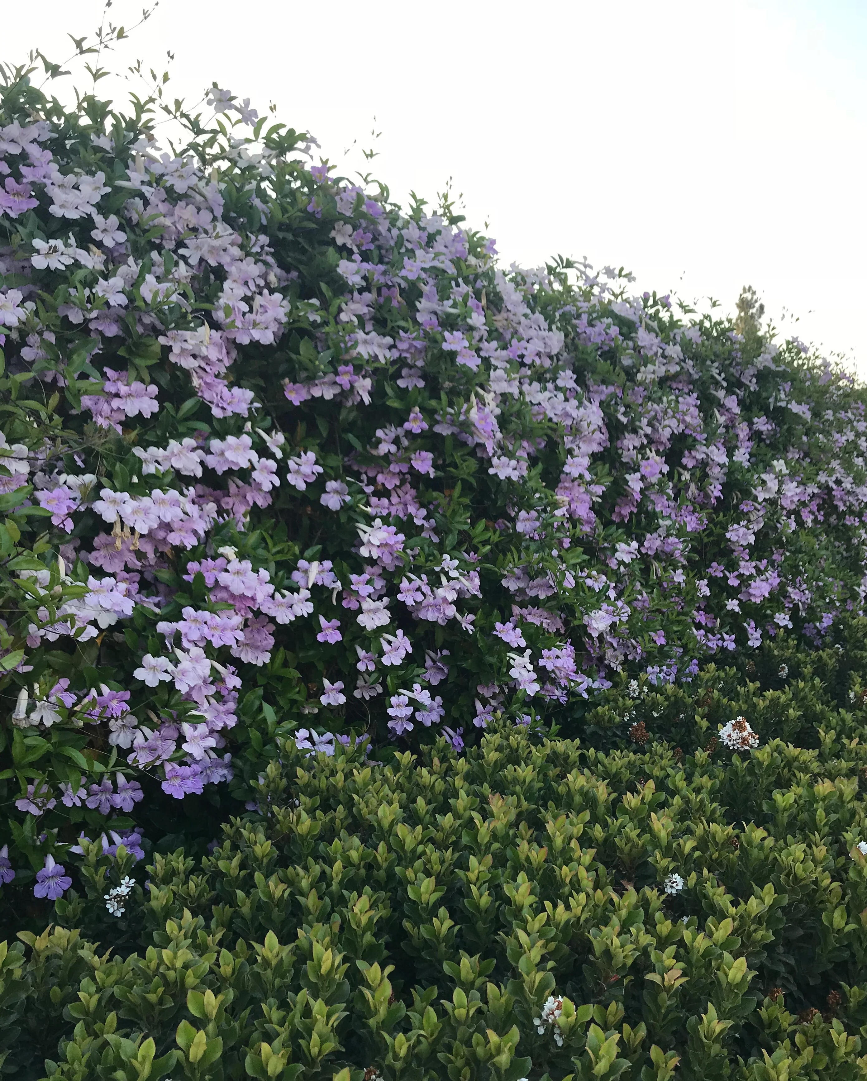 Lavender Trumpet Vine