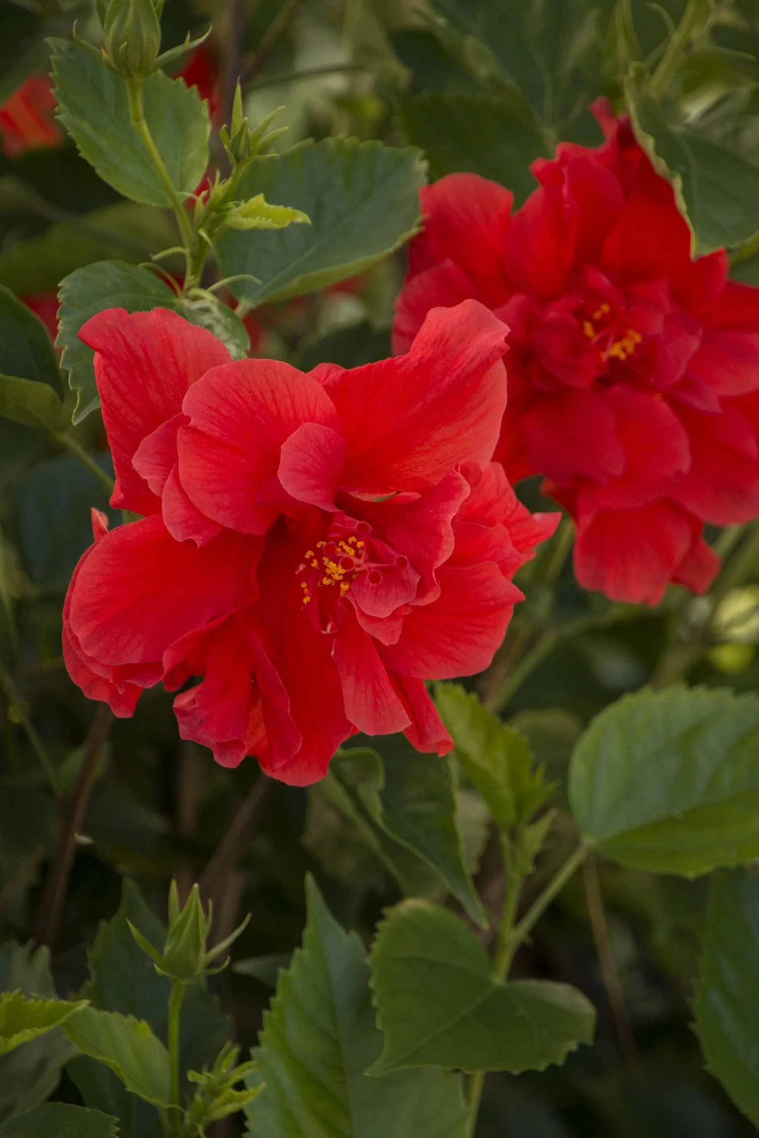 Red Dragon® Hibiscus 4 Red Dragon® Hibiscus