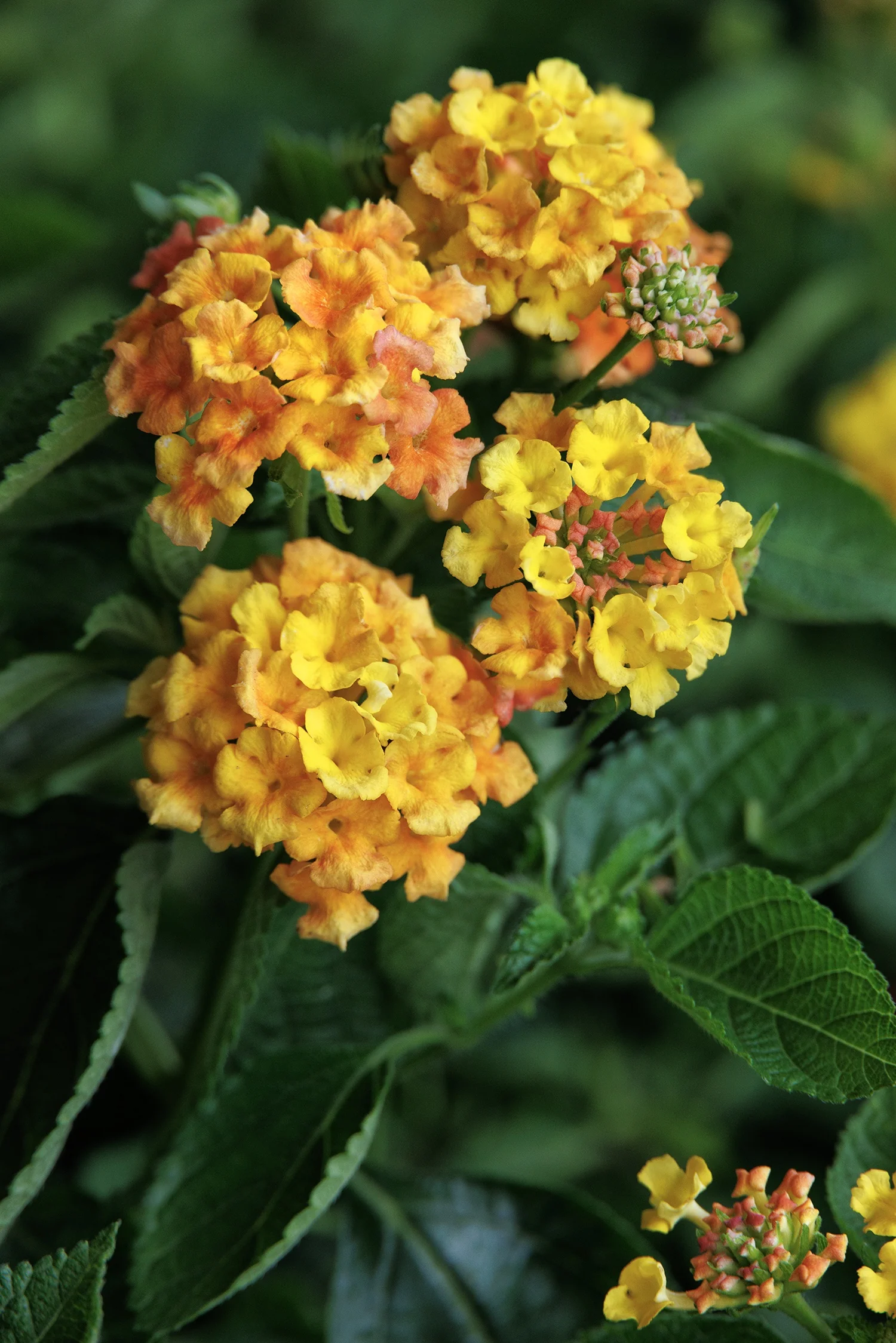 Fiesta™ Paloma Lantana