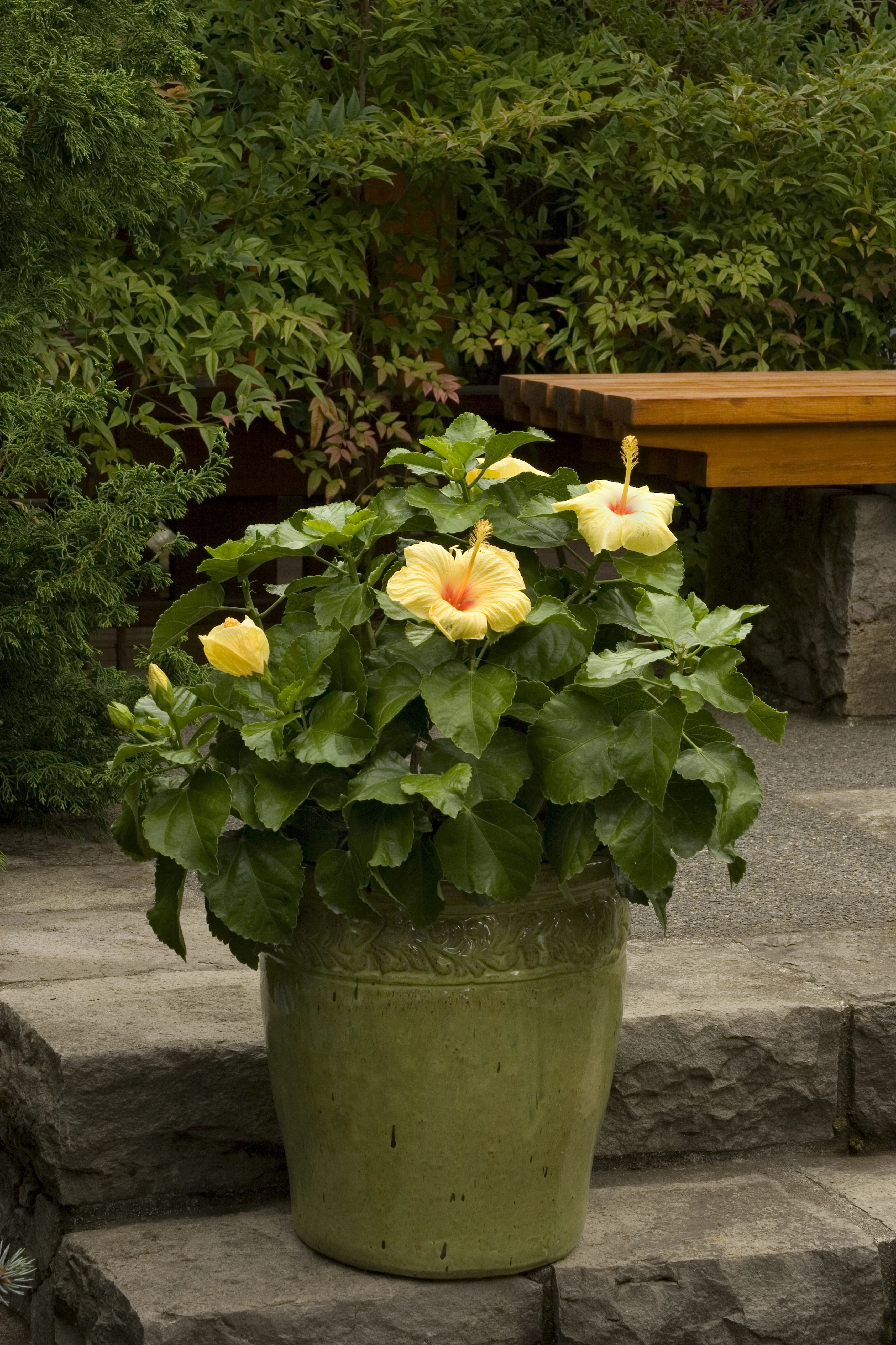 Hula Girl Hibiscus
