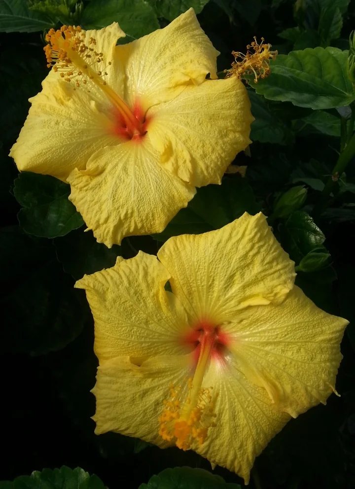 Hula Girl Hibiscus