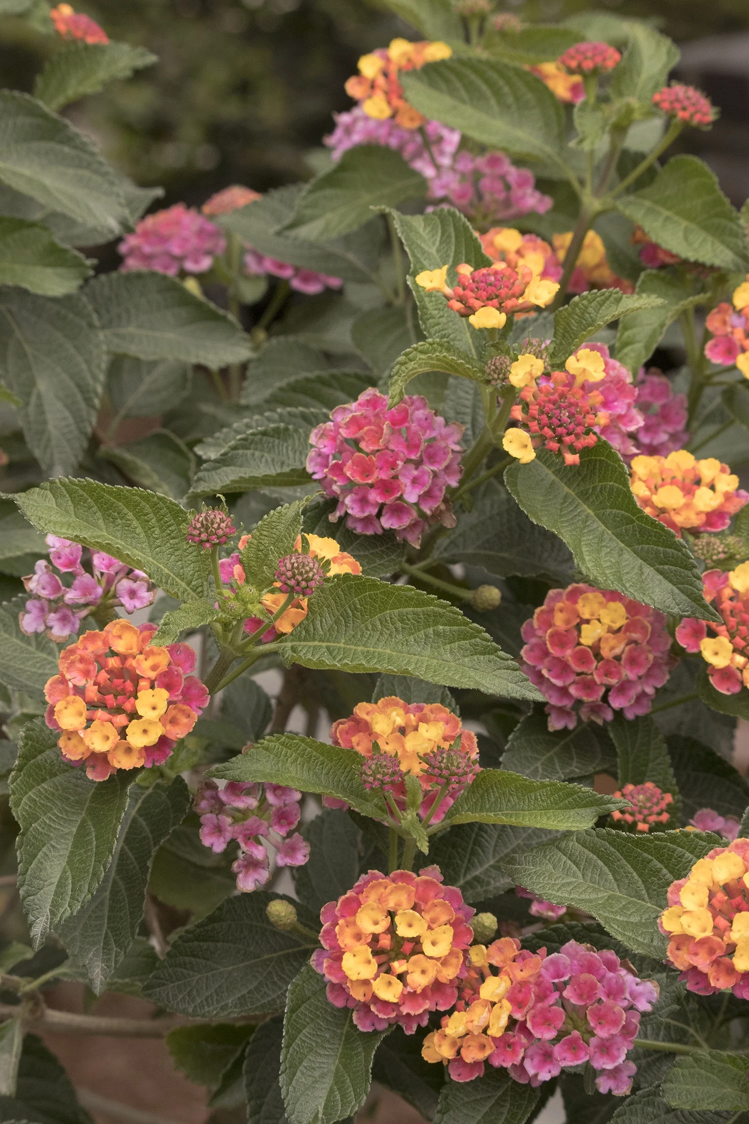 Confetti® Spreading Lantana 5 Confetti® Spreading Lantana