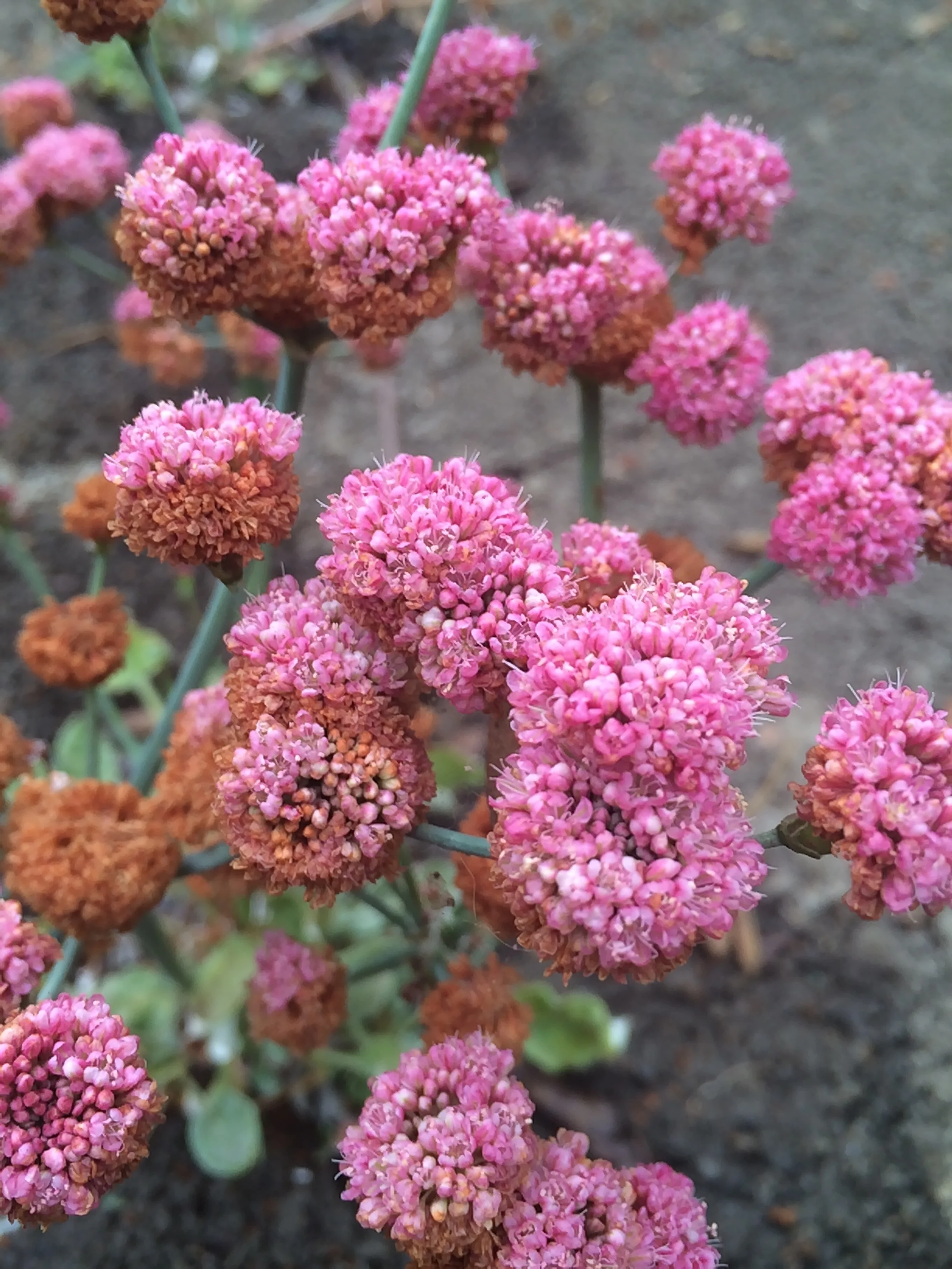 San Miguel Island Red Buckwheat