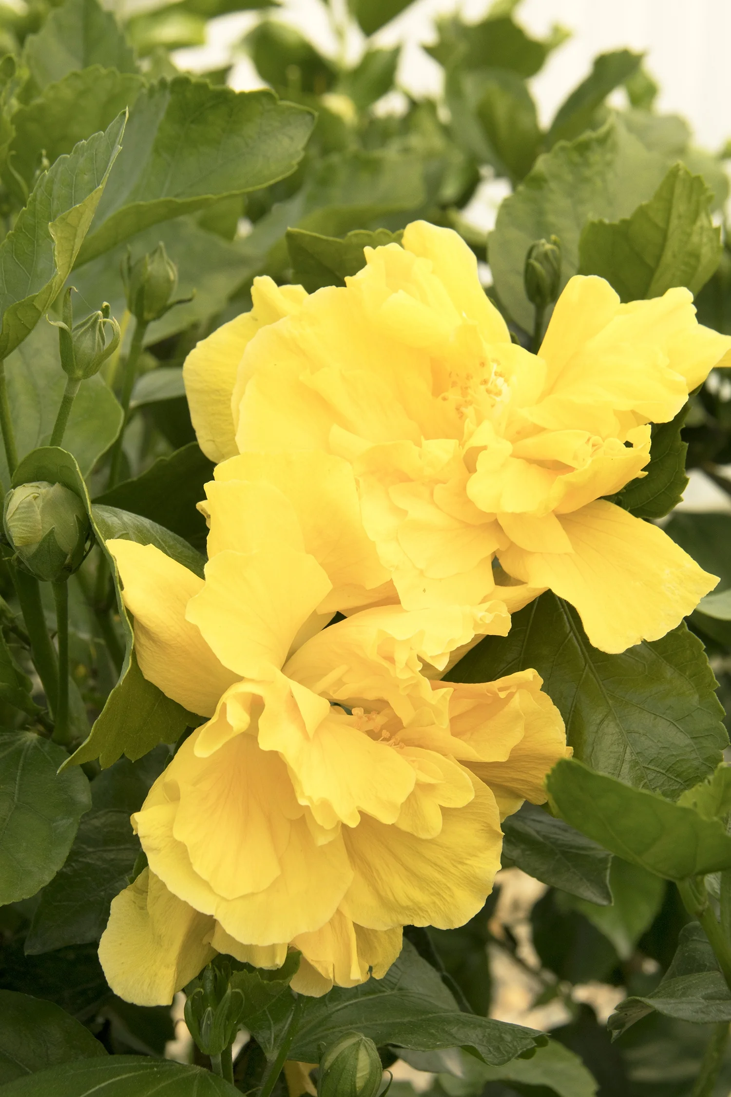 Fullmoon® Hibiscus