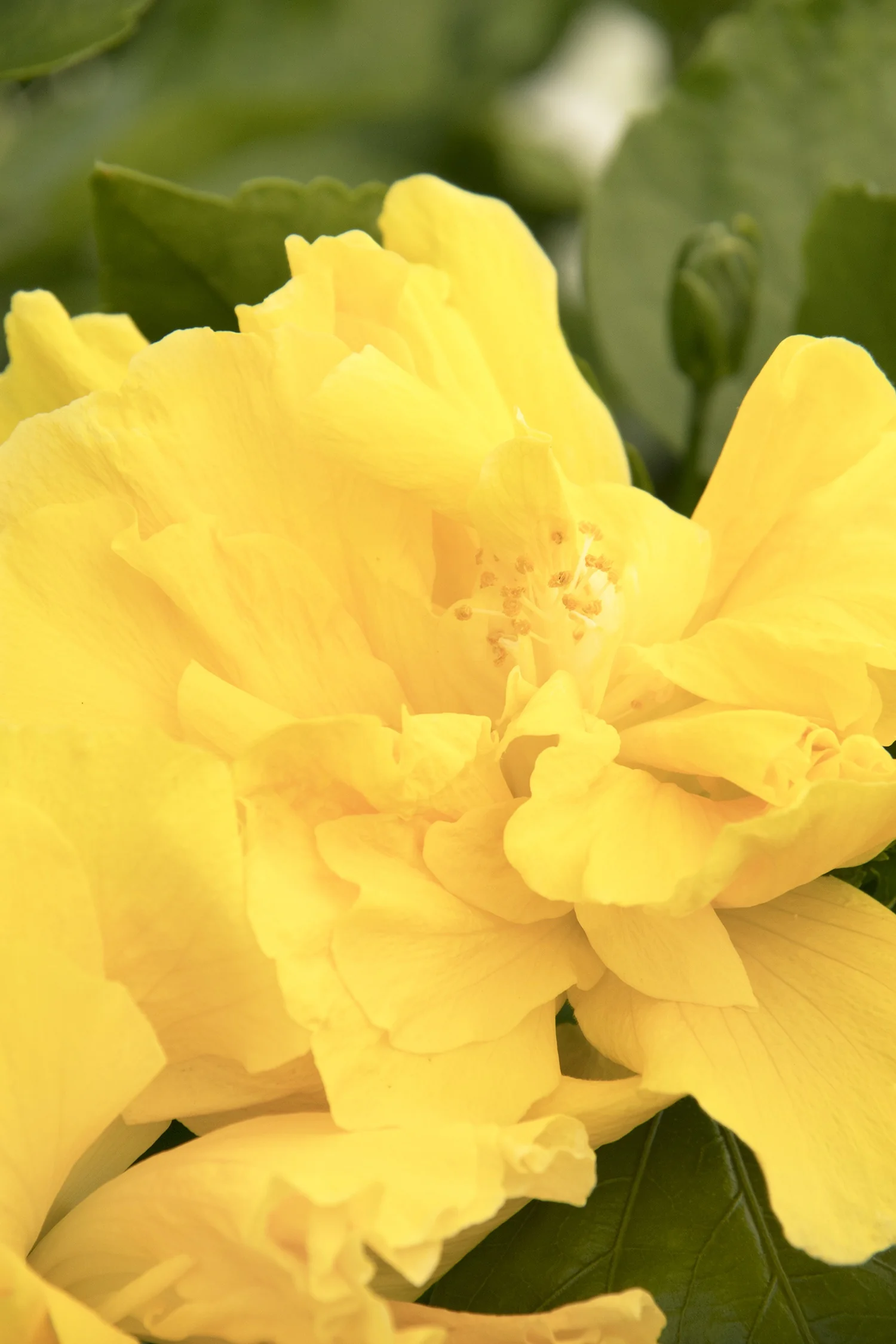 Fullmoon® Hibiscus