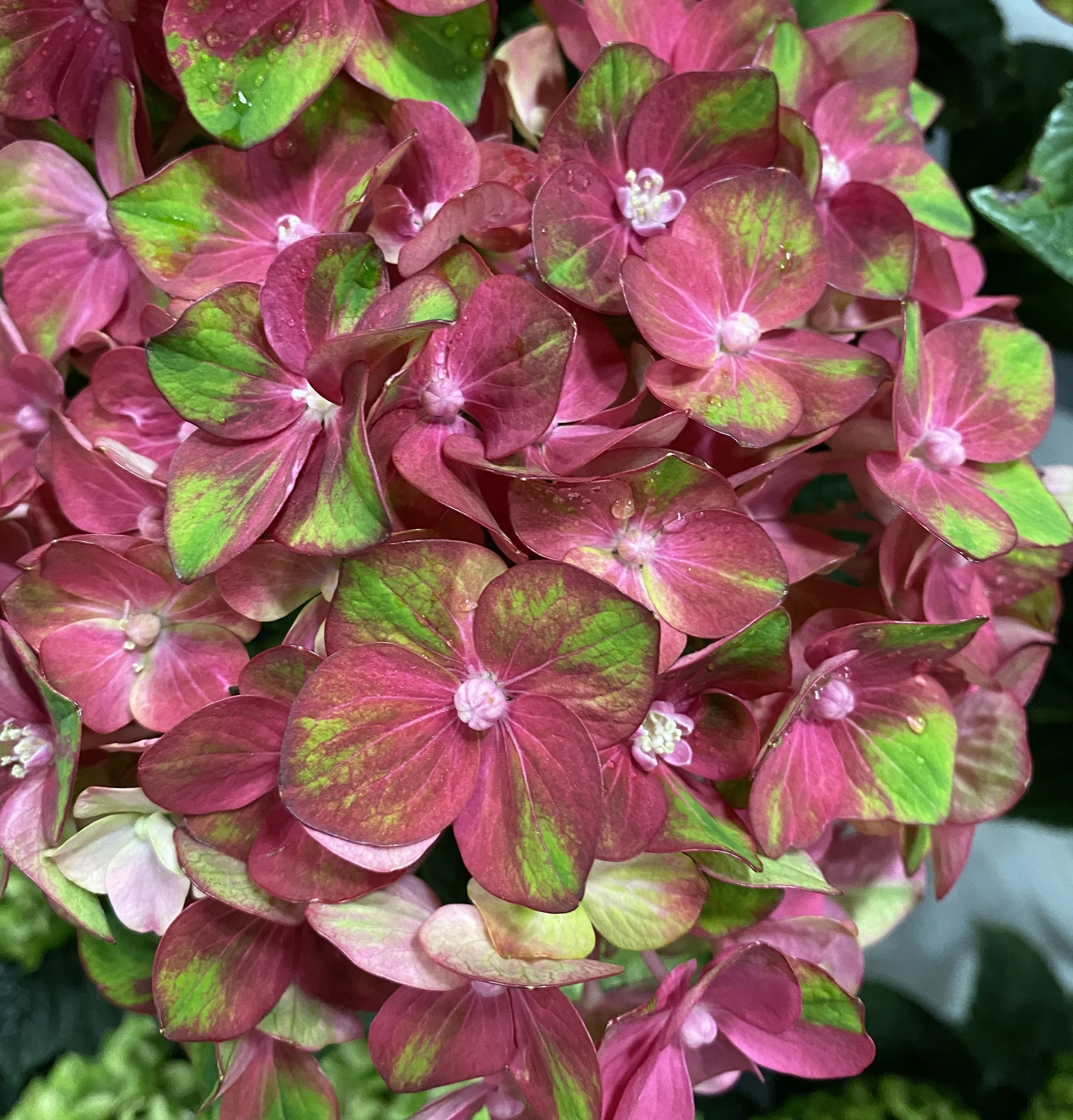 BloomChampion® Rosso Glory Hydrangea