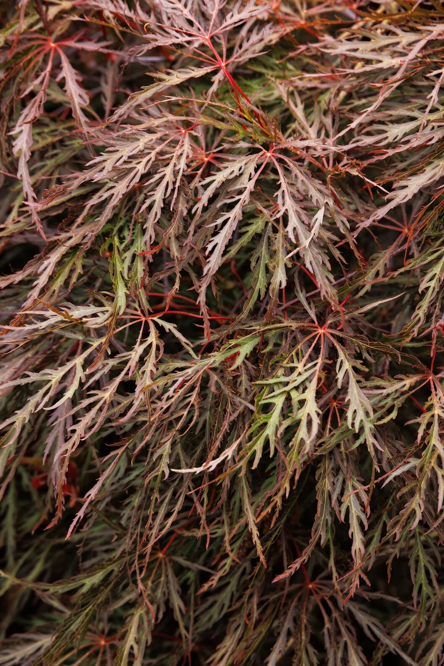 Velvet Viking™ Japanese Maple 4 Velvet Viking™ Japanese Maple