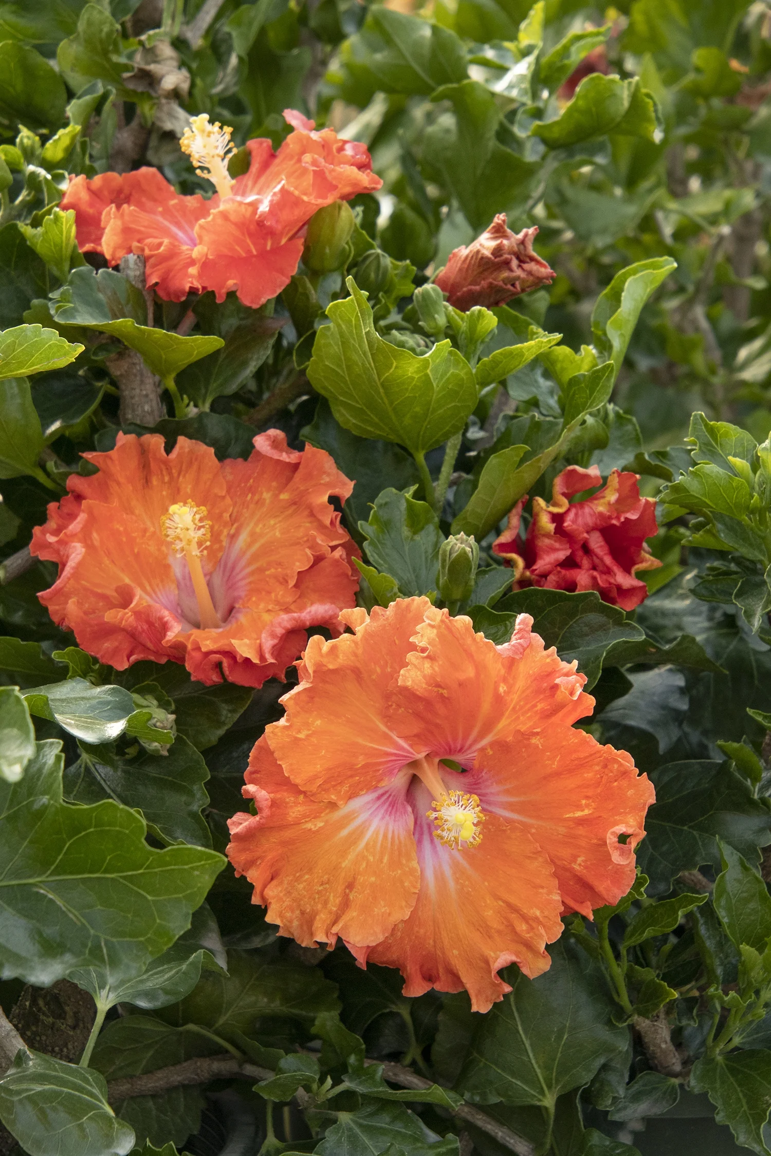 Fiesta Hibiscus