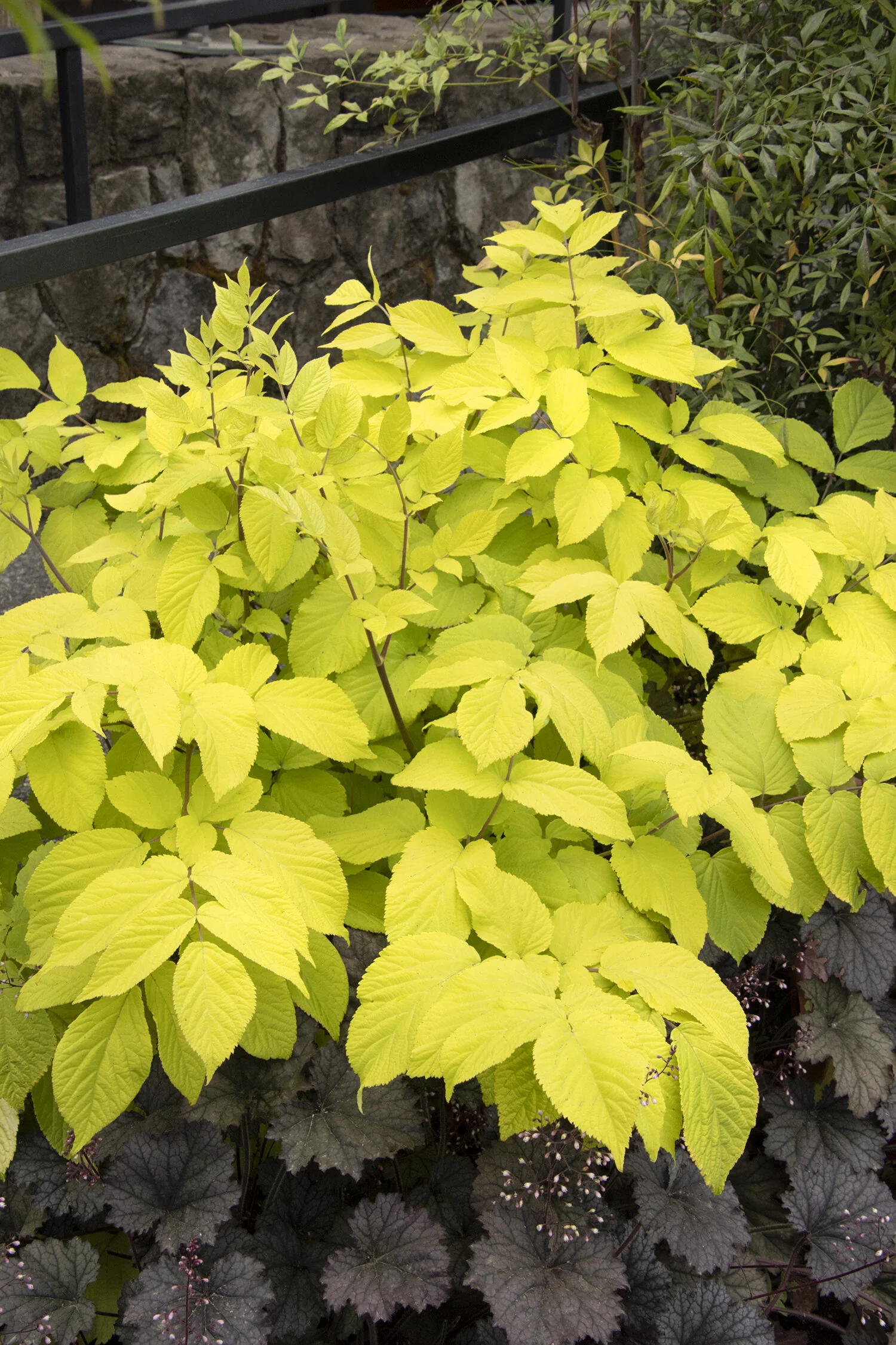Gotemba Golden Japanese Spikenard