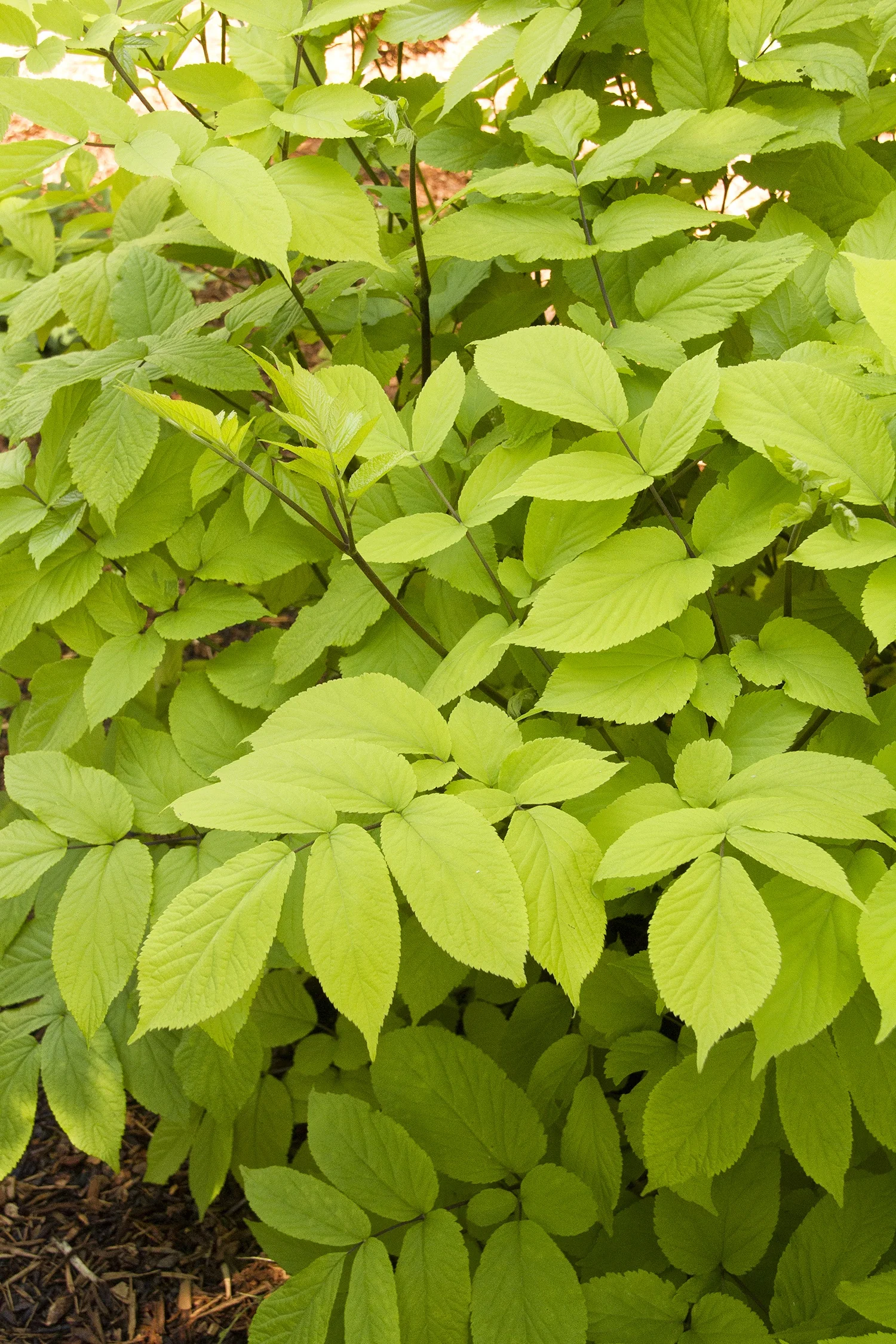 Gotemba Golden Japanese Spikenard