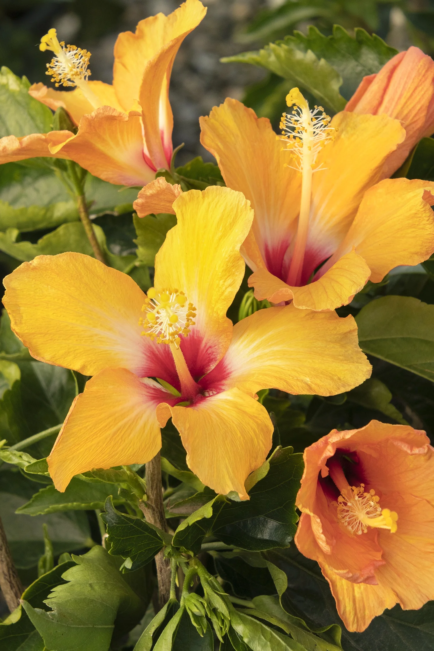 Cherie Hibiscus