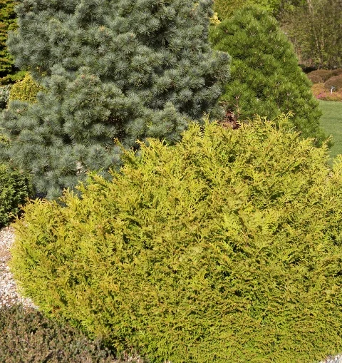 False Hiba Cedar 2 False Hiba Cedar