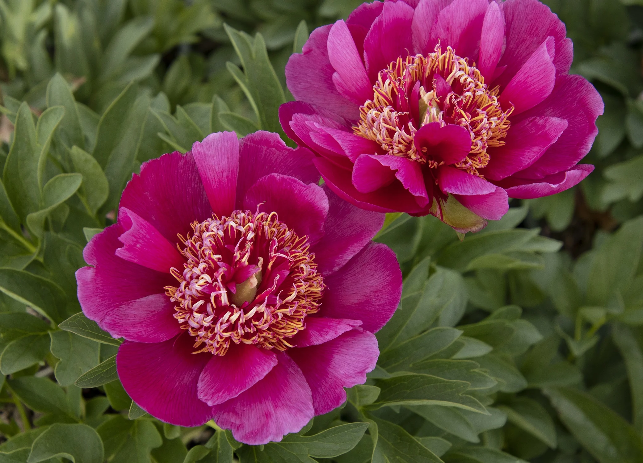 Early Scout Fernleaf Peony