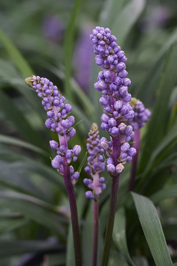 Royal Purple Lilyturf 3 Royal Purple Lilyturf
