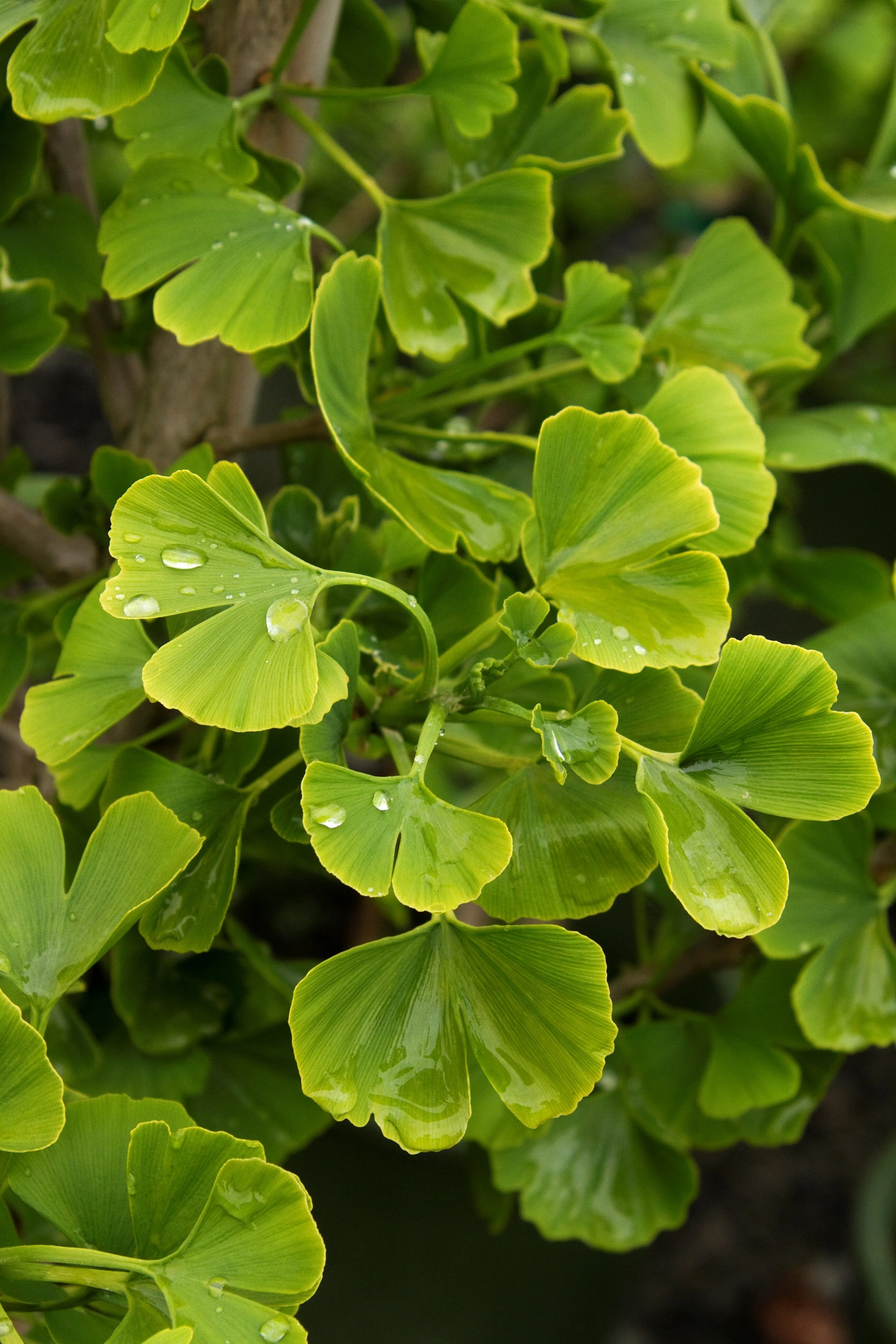 Jade Butterfly Ginkgo 1 Jade Butterfly Ginkgo