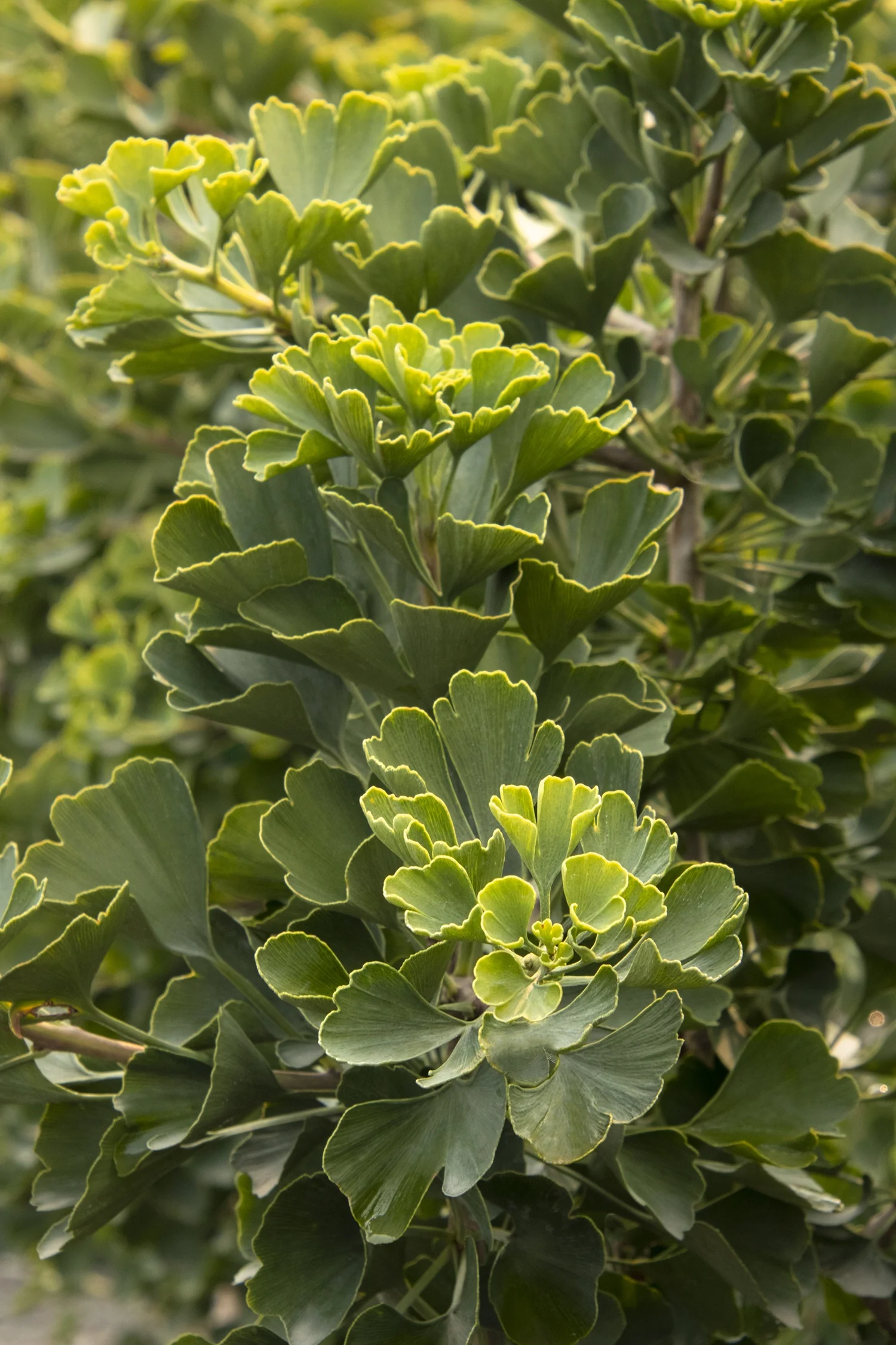 Jade Butterfly Ginkgo 2 Jade Butterfly Ginkgo