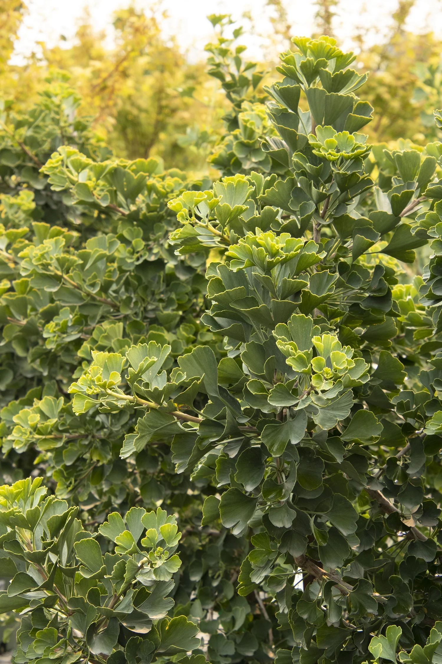 Jade Butterfly Ginkgo 3 Jade Butterfly Ginkgo