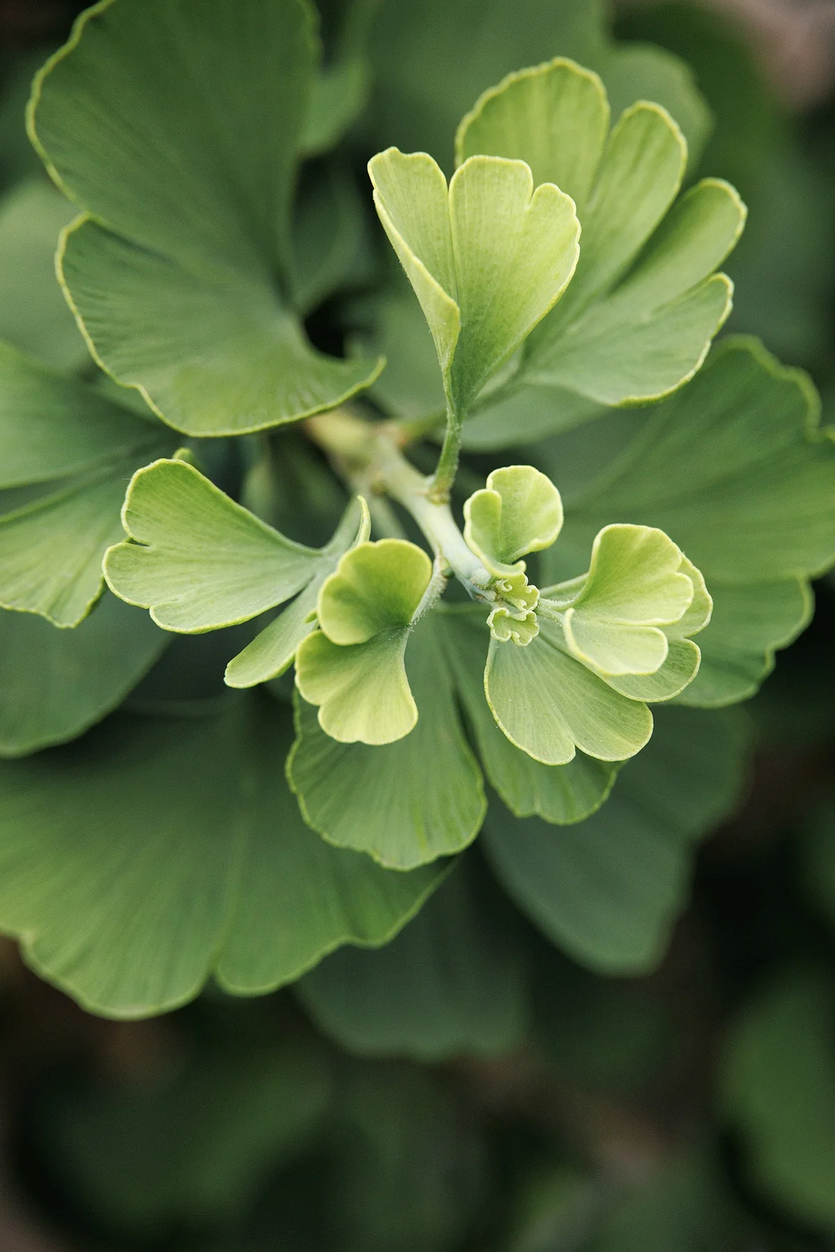 Jade Butterfly Ginkgo 4 Jade Butterfly Ginkgo