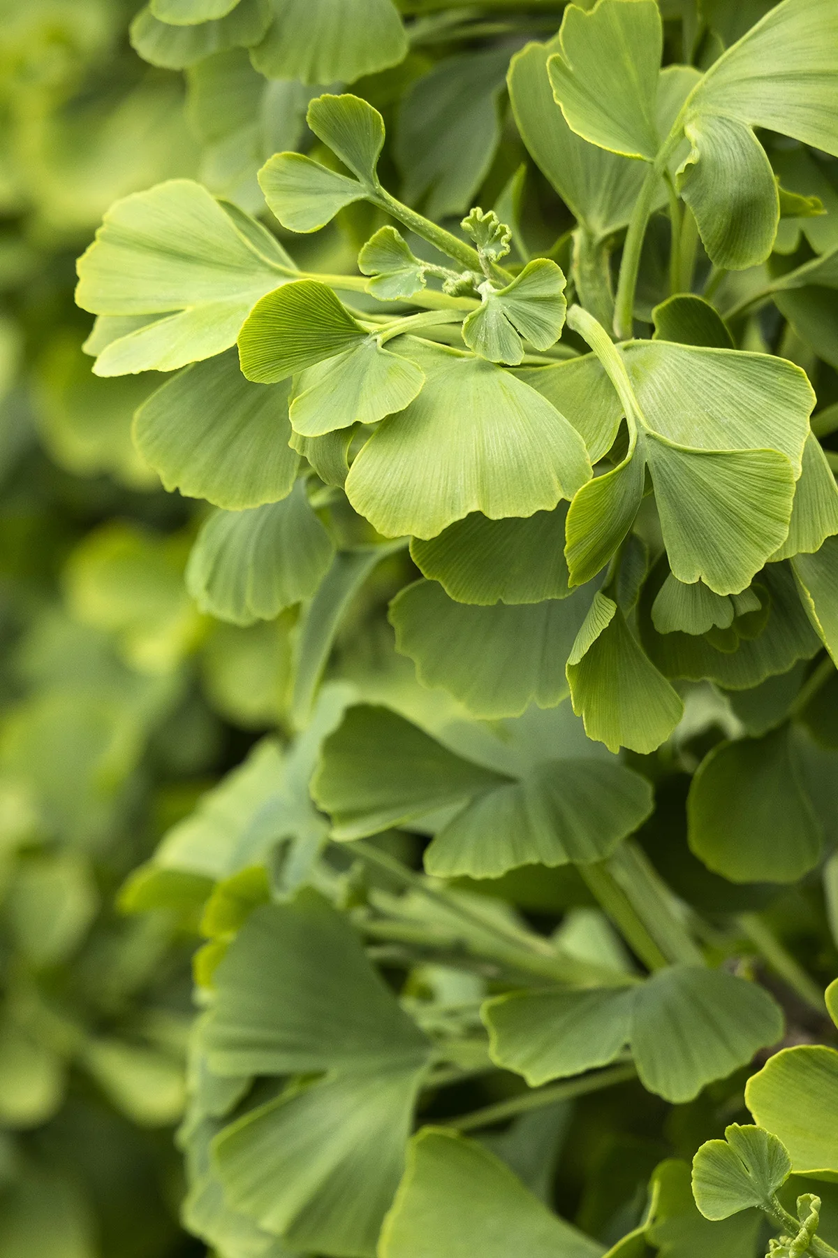 Jade Butterfly Ginkgo 5 Jade Butterfly Ginkgo