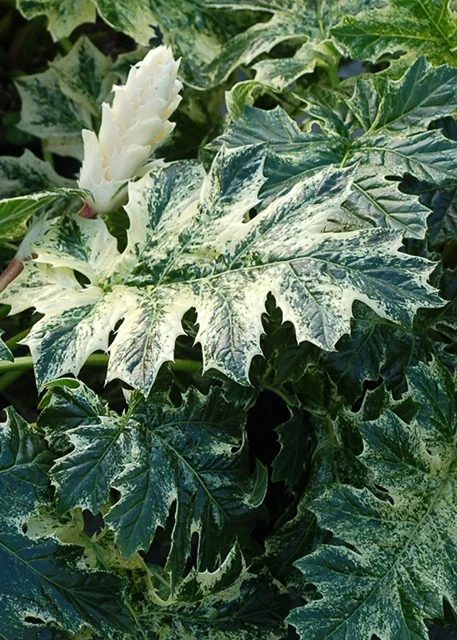 Whitewater Acanthus