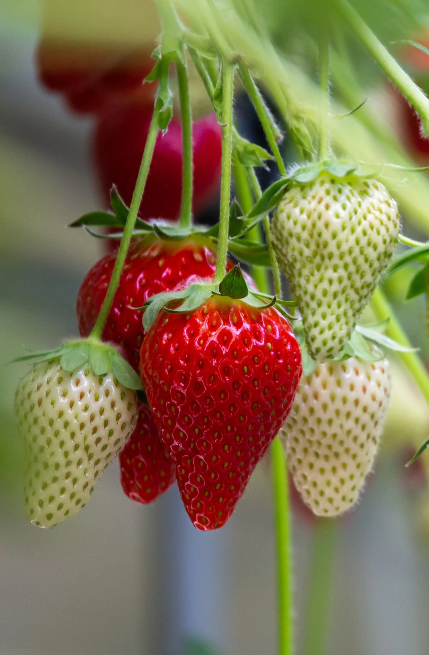 Summer Breeze Cherry Blossom Strawberry 1 Summer Breeze Cherry Blossom Strawberry