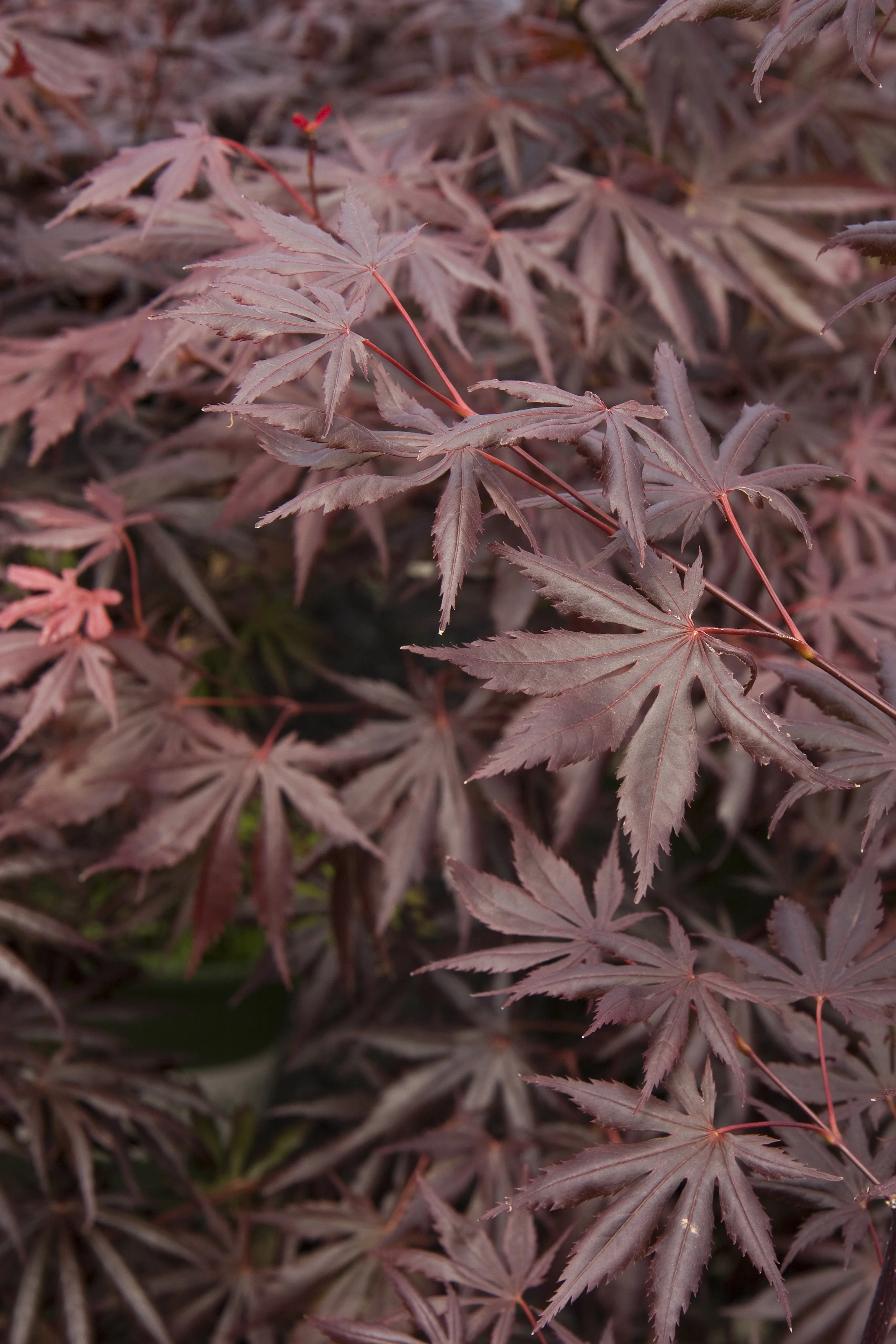 Trompenburg Japanese Maple 2 Trompenburg Japanese Maple