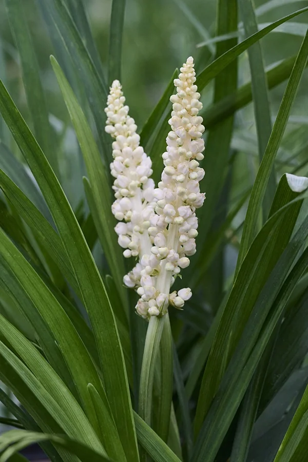 Monroe's White Lilyturf 9 Monroe's White Lilyturf
