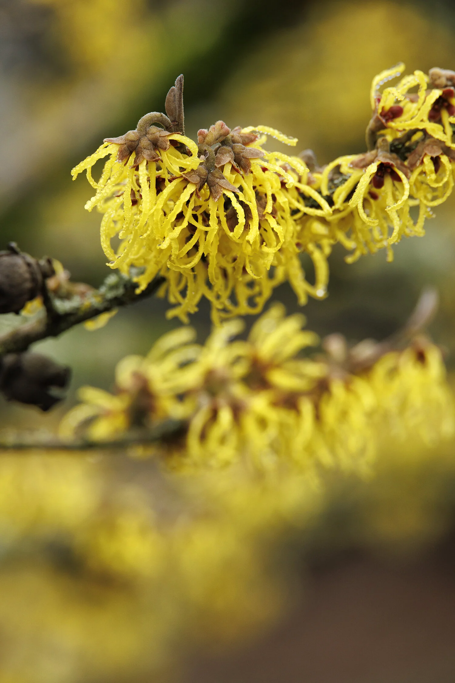 Arnold Promise Witch Hazel 1 Arnold Promise Witch Hazel