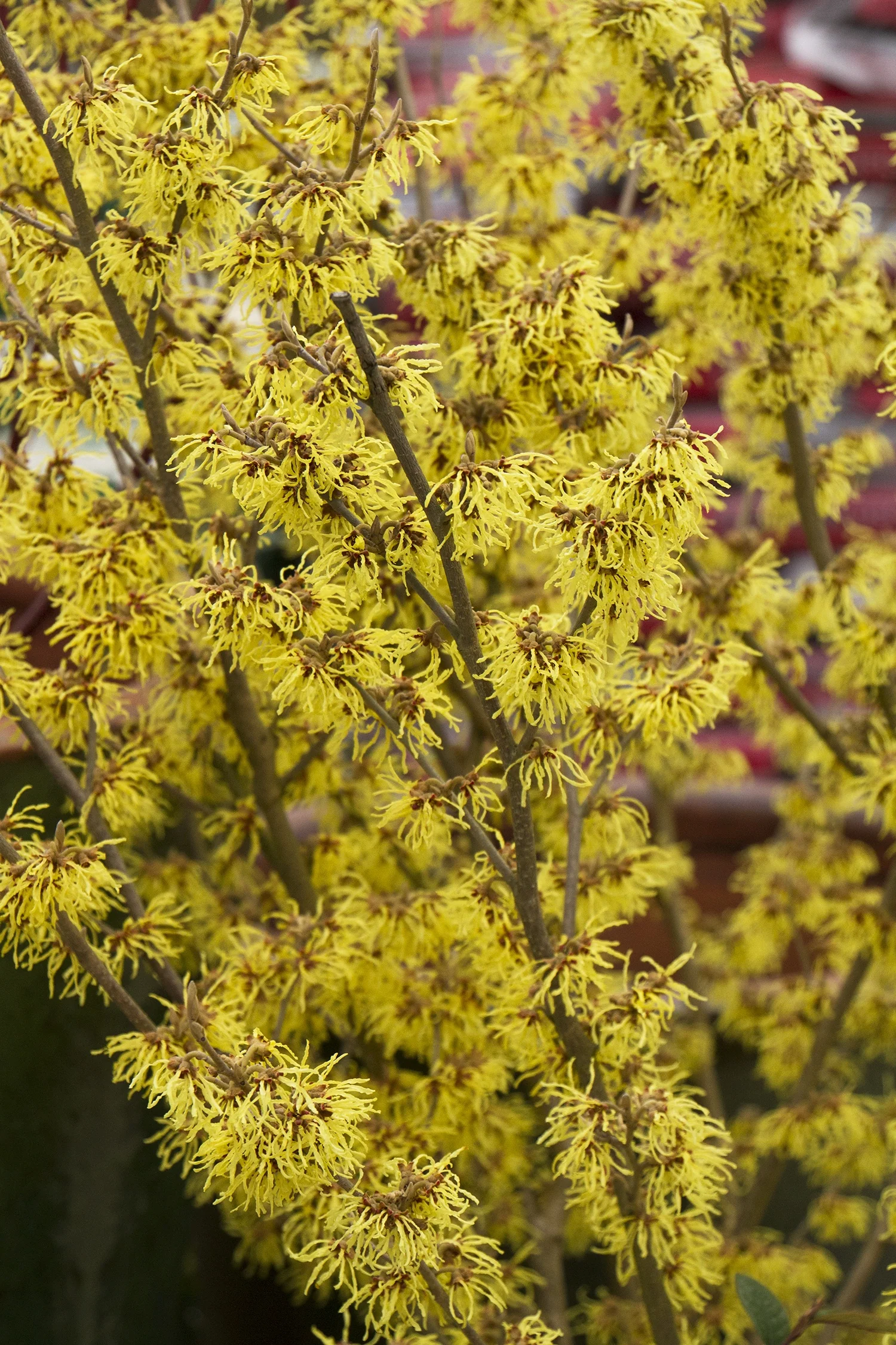 Arnold Promise Witch Hazel 2 Arnold Promise Witch Hazel