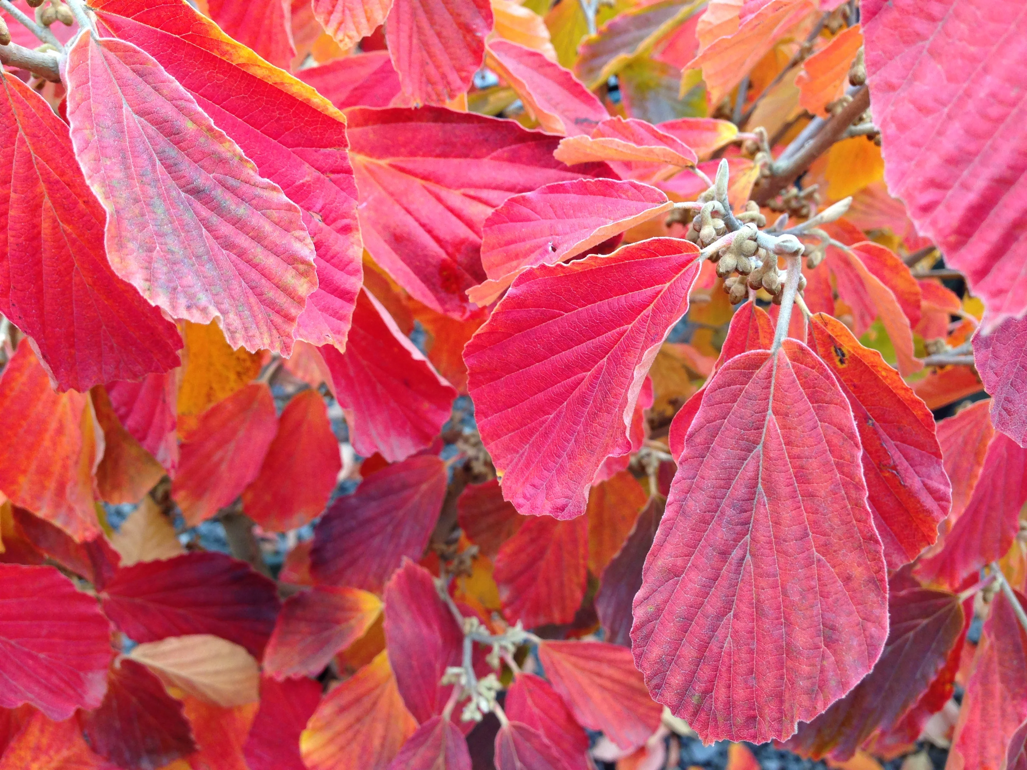 Arnold Promise Witch Hazel 3 Arnold Promise Witch Hazel