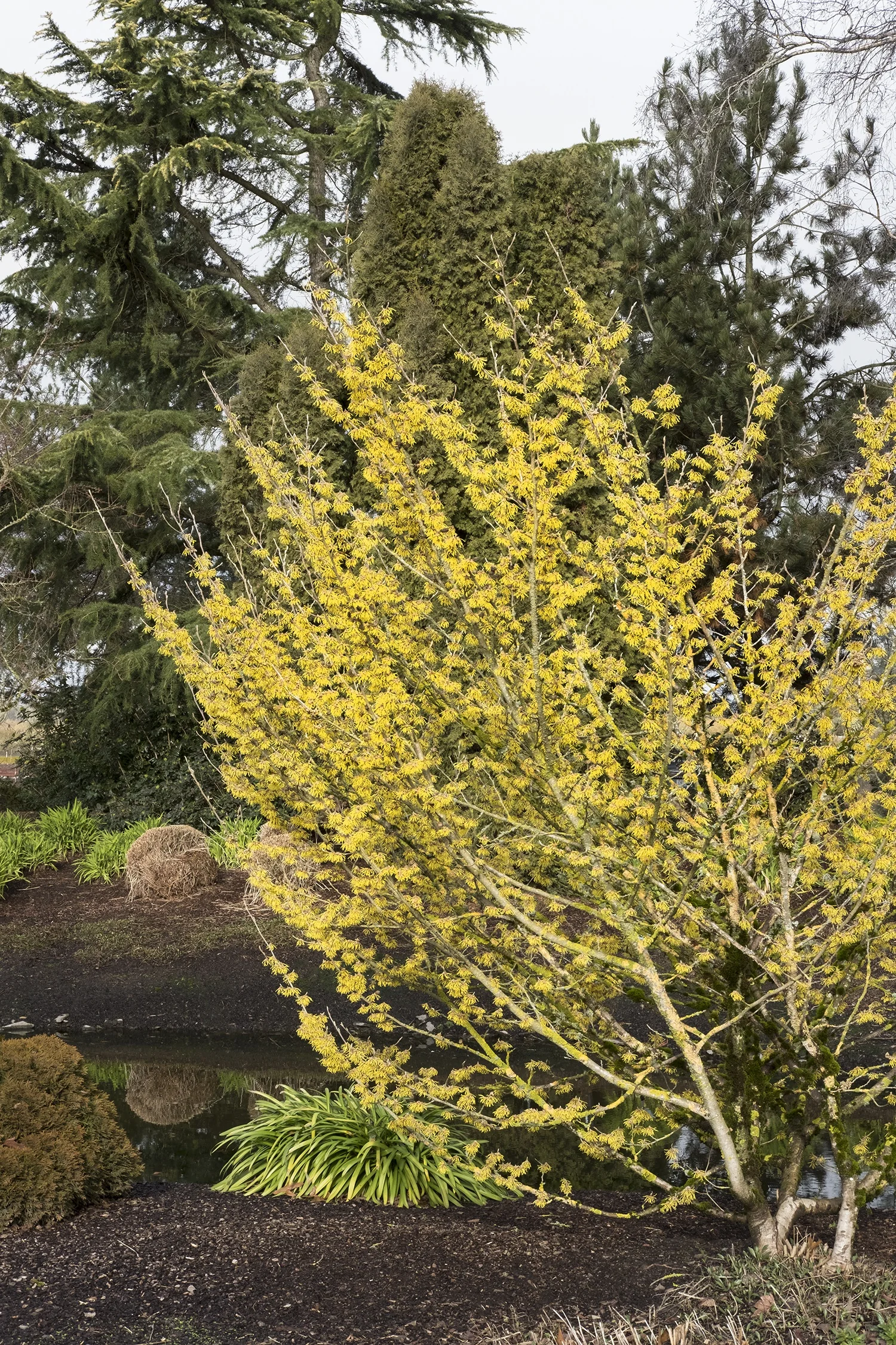 Arnold Promise Witch Hazel 4 Arnold Promise Witch Hazel