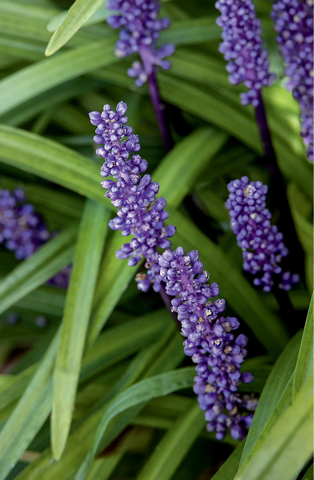 Big Blue Lilyturf 8 Big Blue Lilyturf