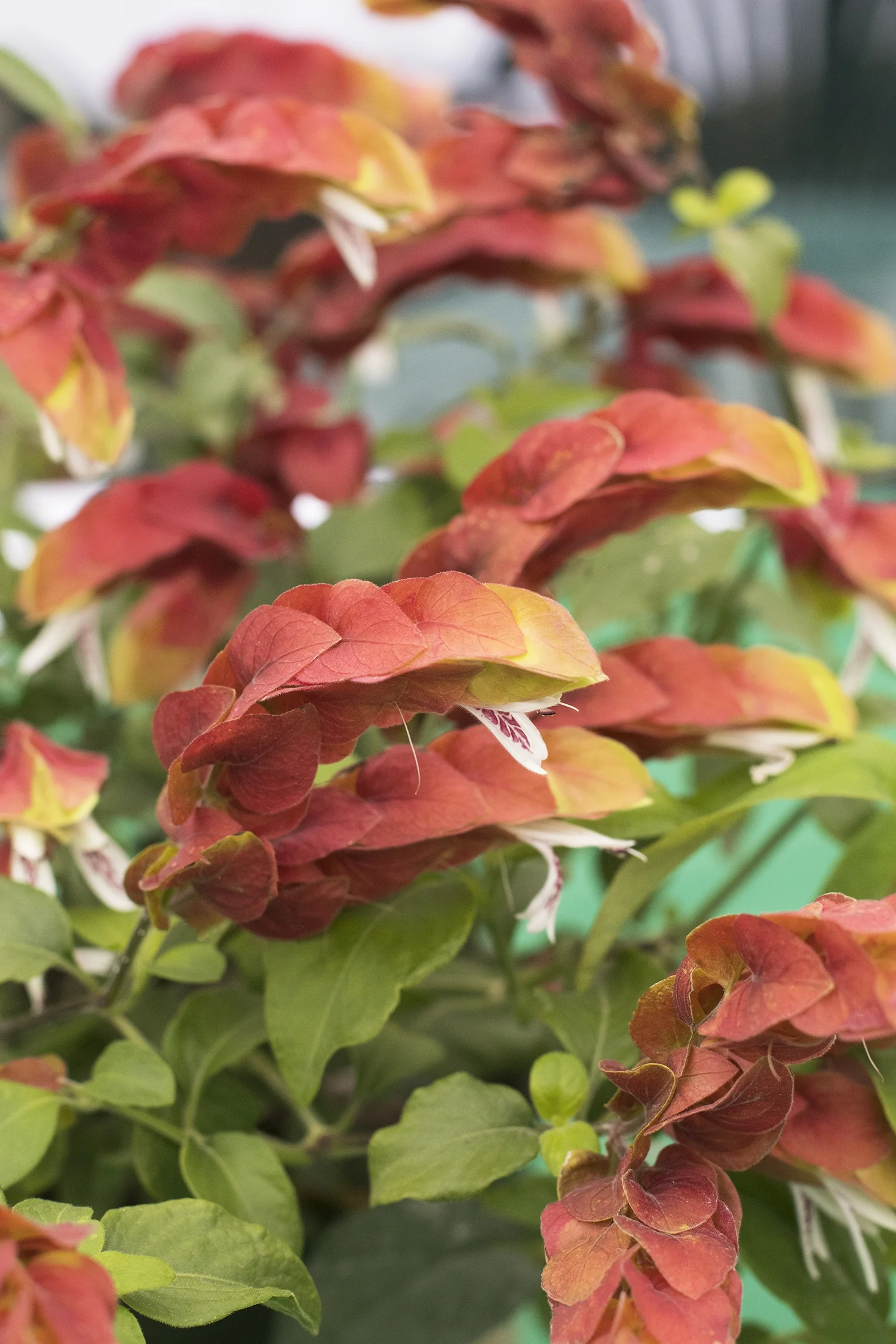 Shrimp Plant 4 Shrimp Plant