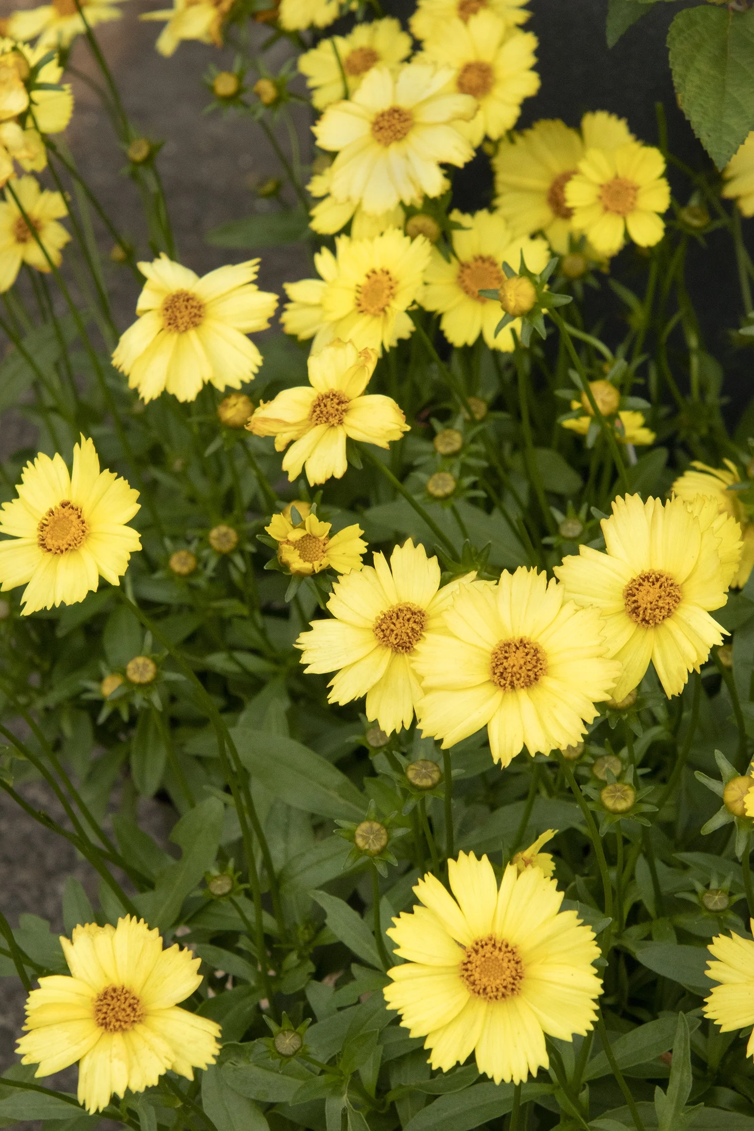 Solanna™ Glow Coreopsis 1 Solanna™ Glow Coreopsis