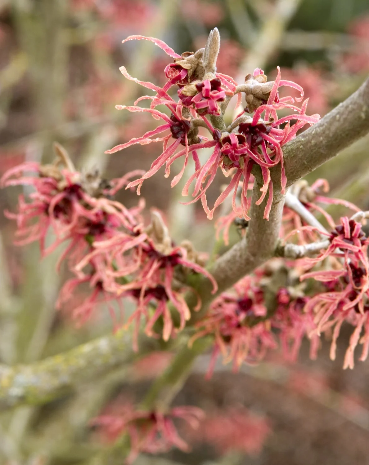 Diane Witch Hazel 5 Diane Witch Hazel