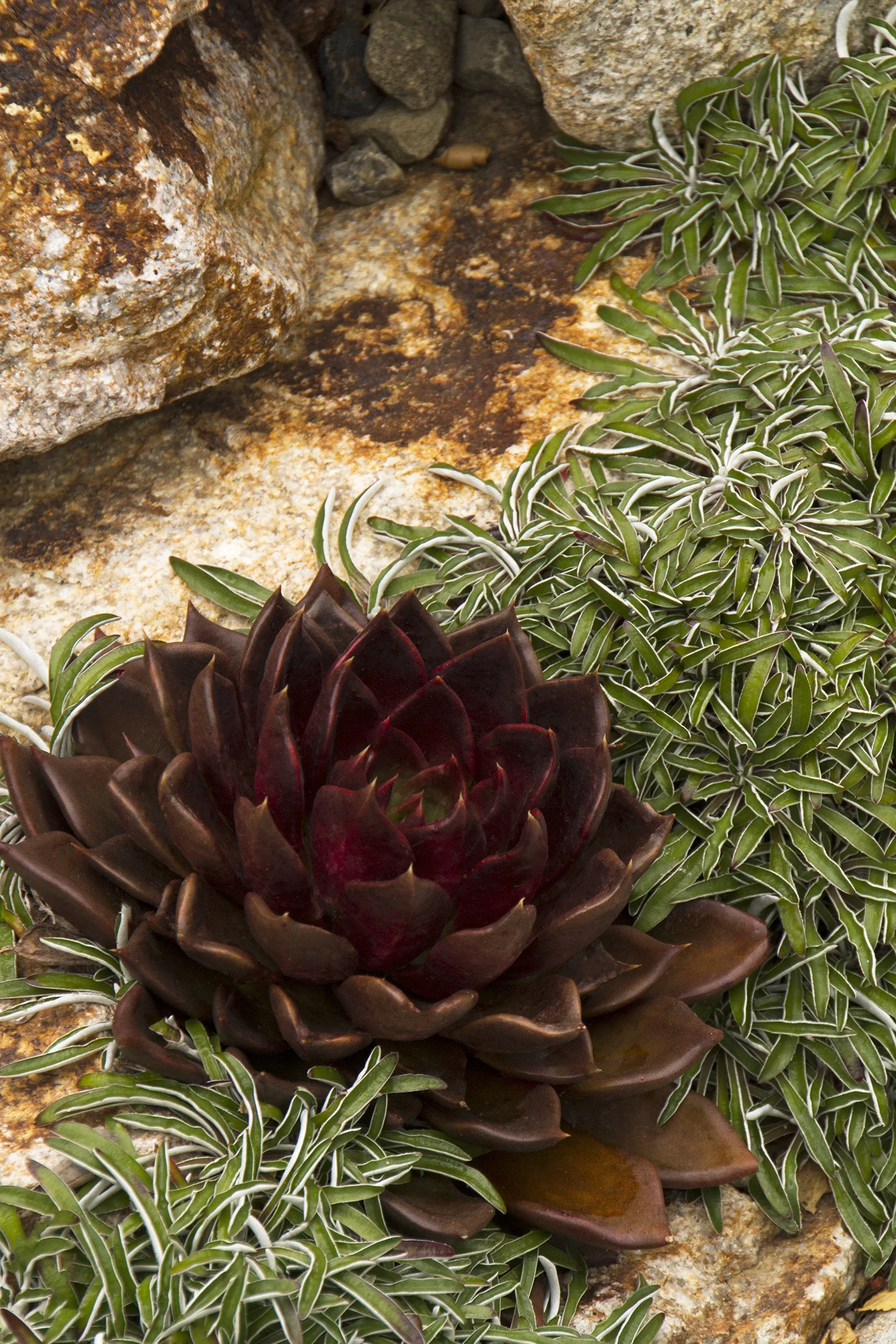 Black Prince Echeveria