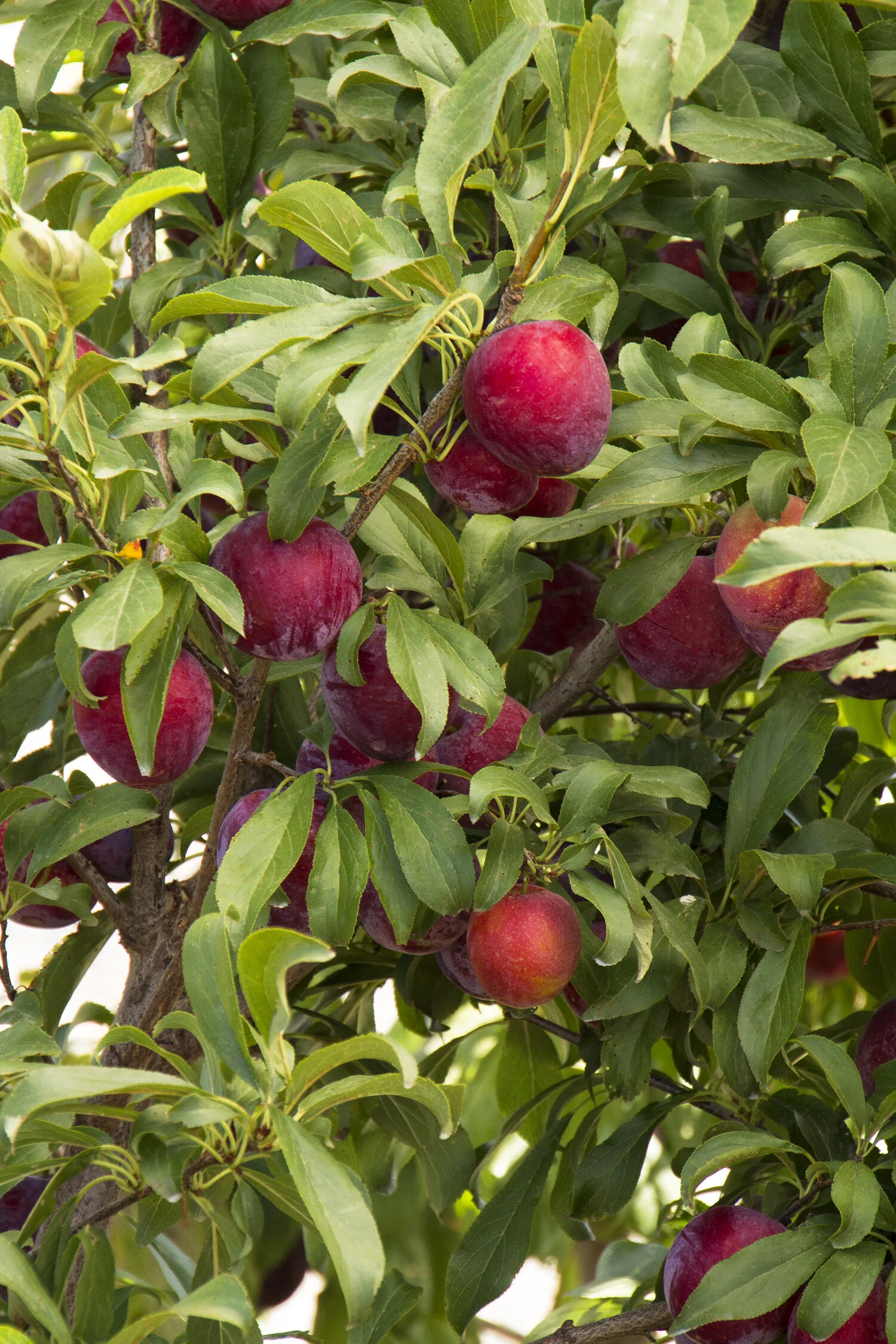 Santa Rosa Plum