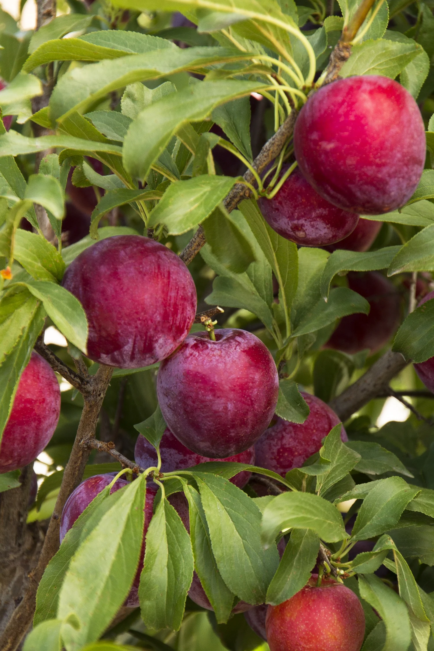 Santa Rosa Plum 2 Santa Rosa Plum