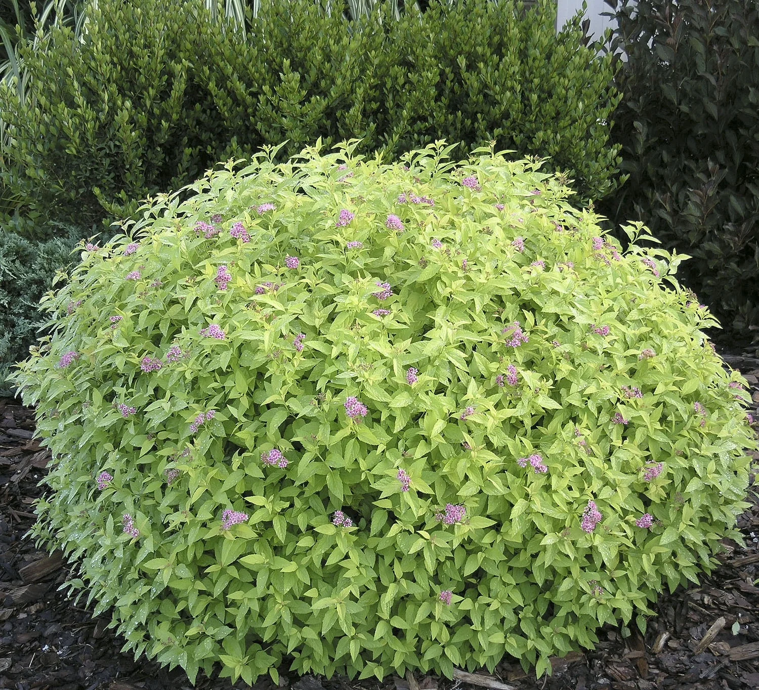 Golden Sunrise® Spirea
