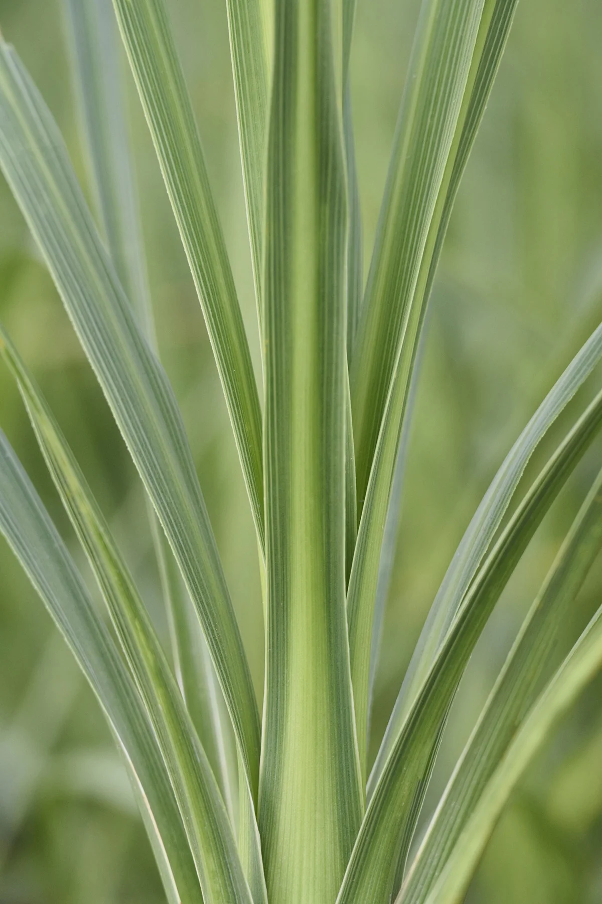 Blue Dracaena Palm