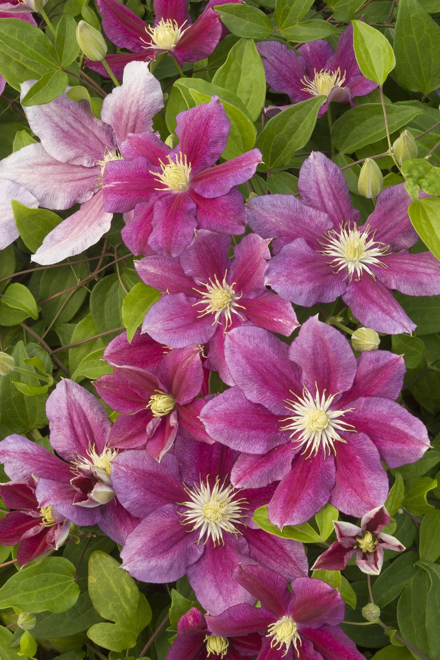 Hania Clematis