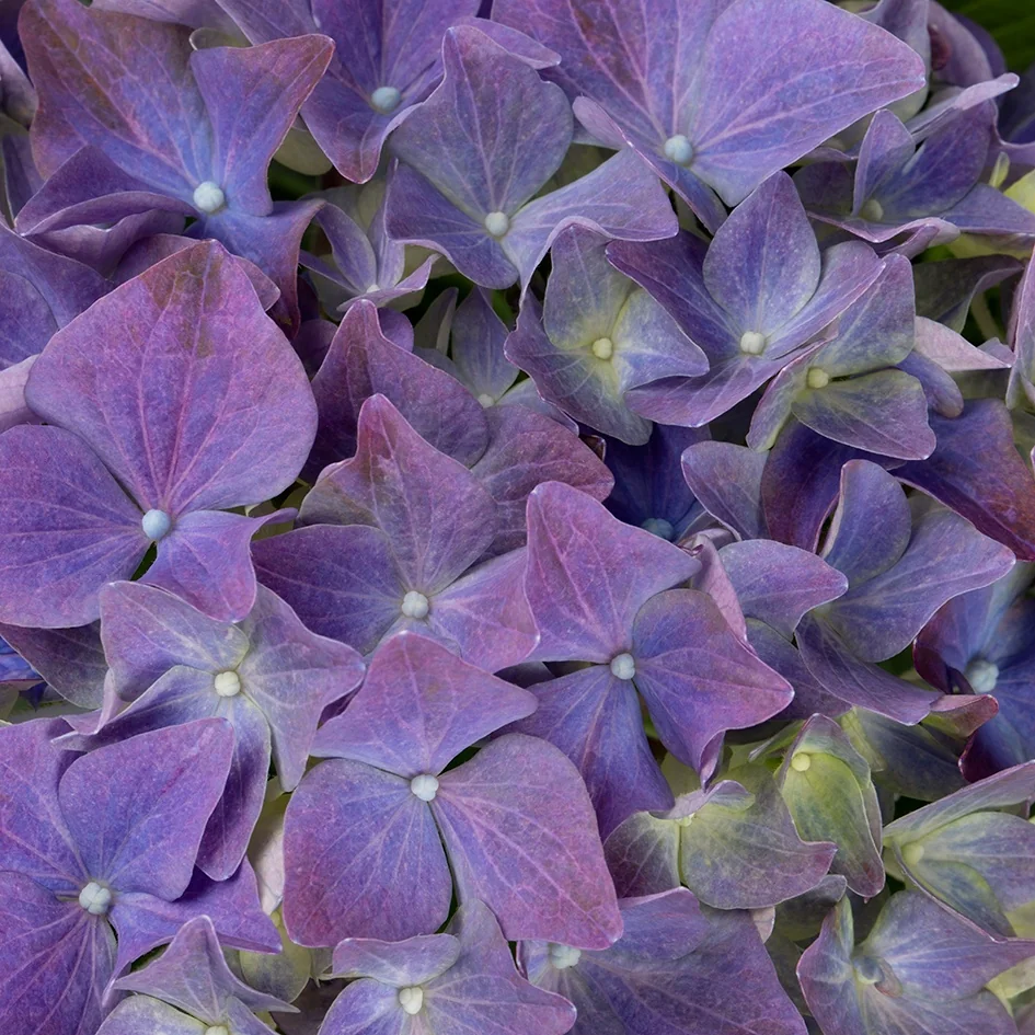 Hi™ Ocean Hydrangea 3 Hi™ Ocean Hydrangea
