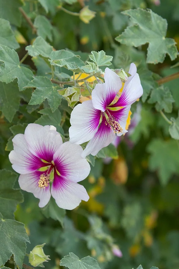 Tree Mallow