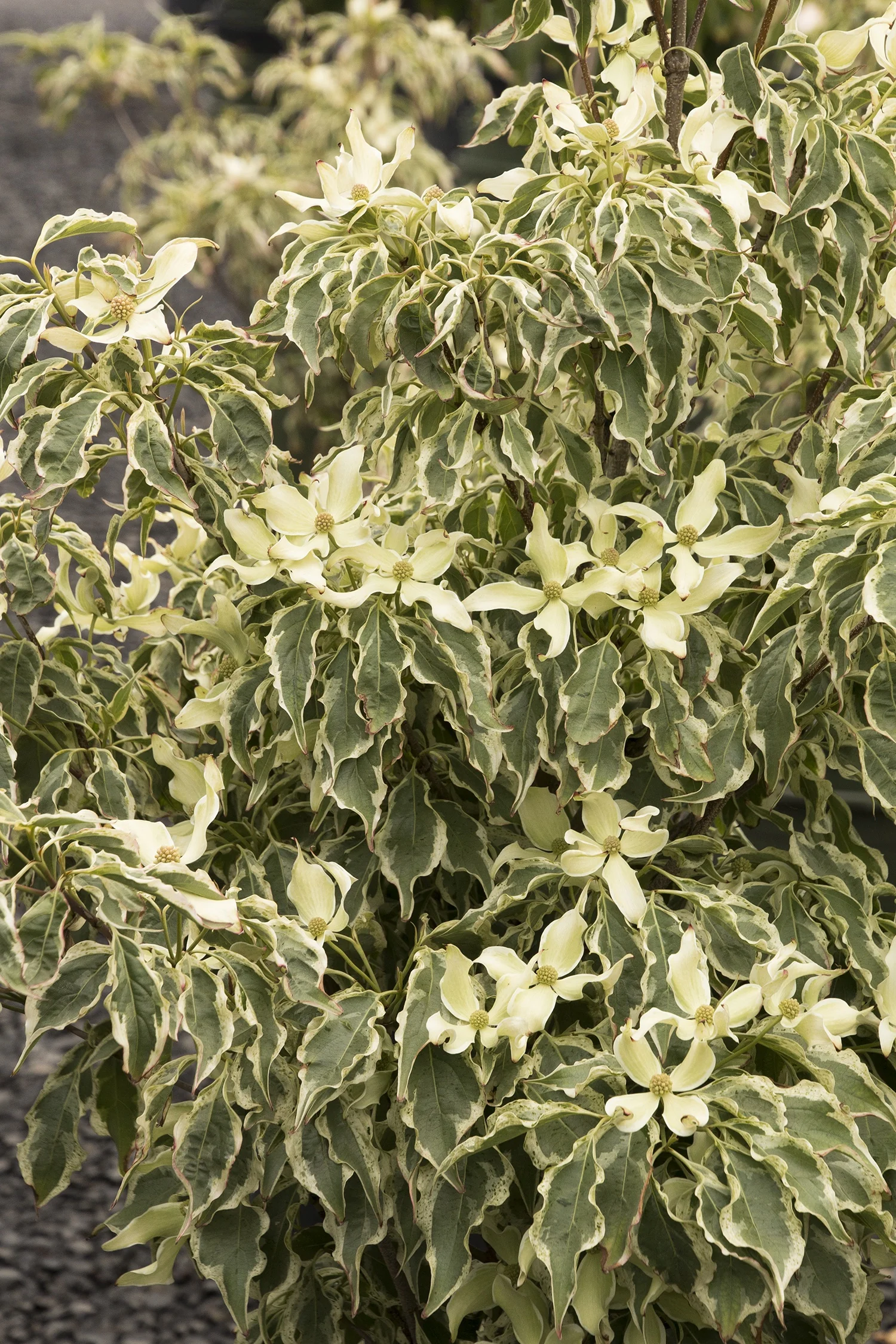 Wolf Eyes Japanese Dogwood