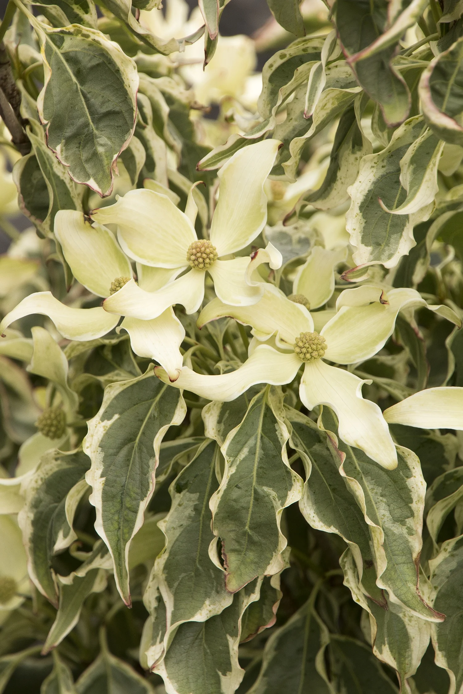 Wolf Eyes Japanese Dogwood