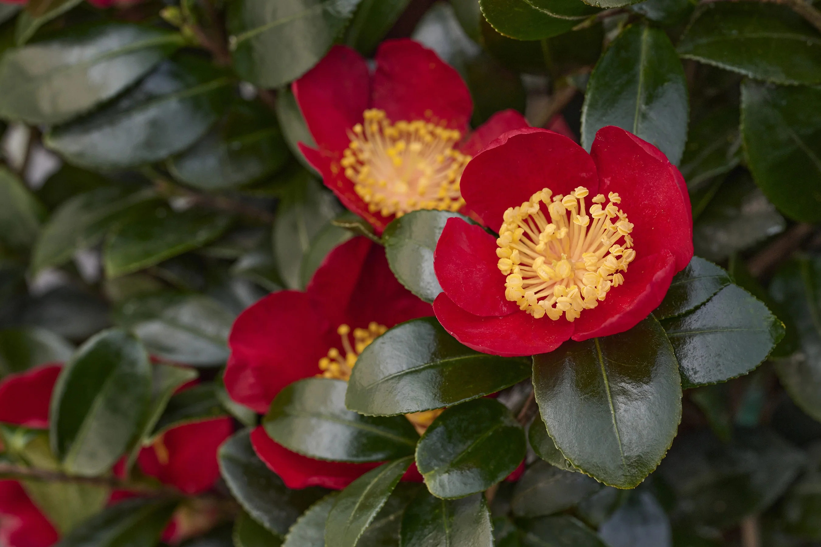 Yuletide Camellia