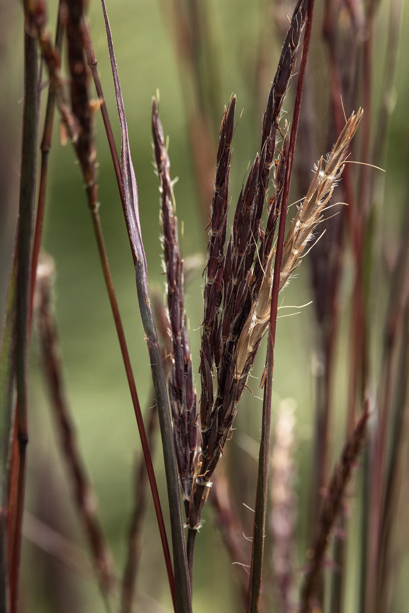 Black Stallion Big Bluestem 3 Black Stallion Big Bluestem