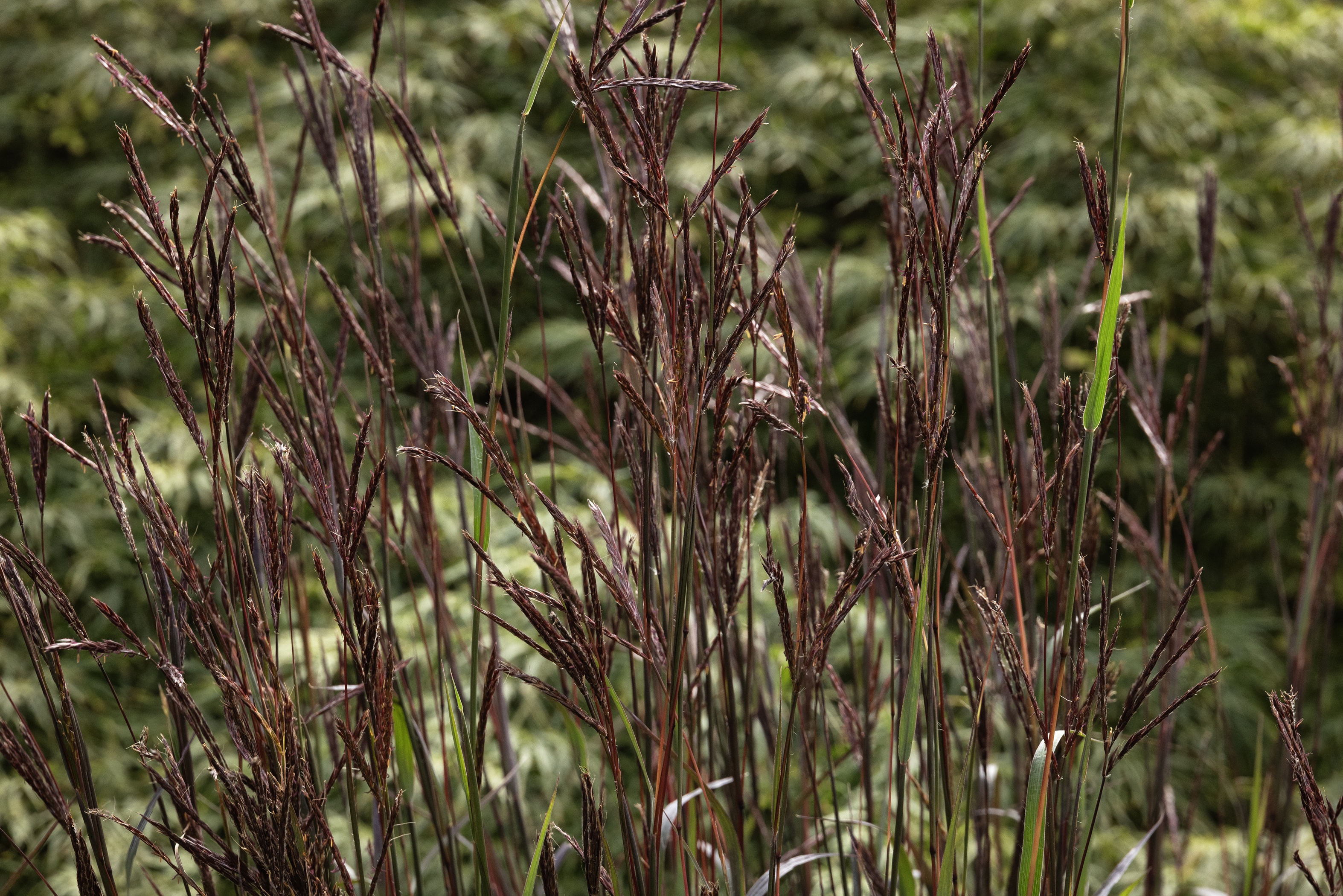 Black Stallion Big Bluestem 4 Black Stallion Big Bluestem